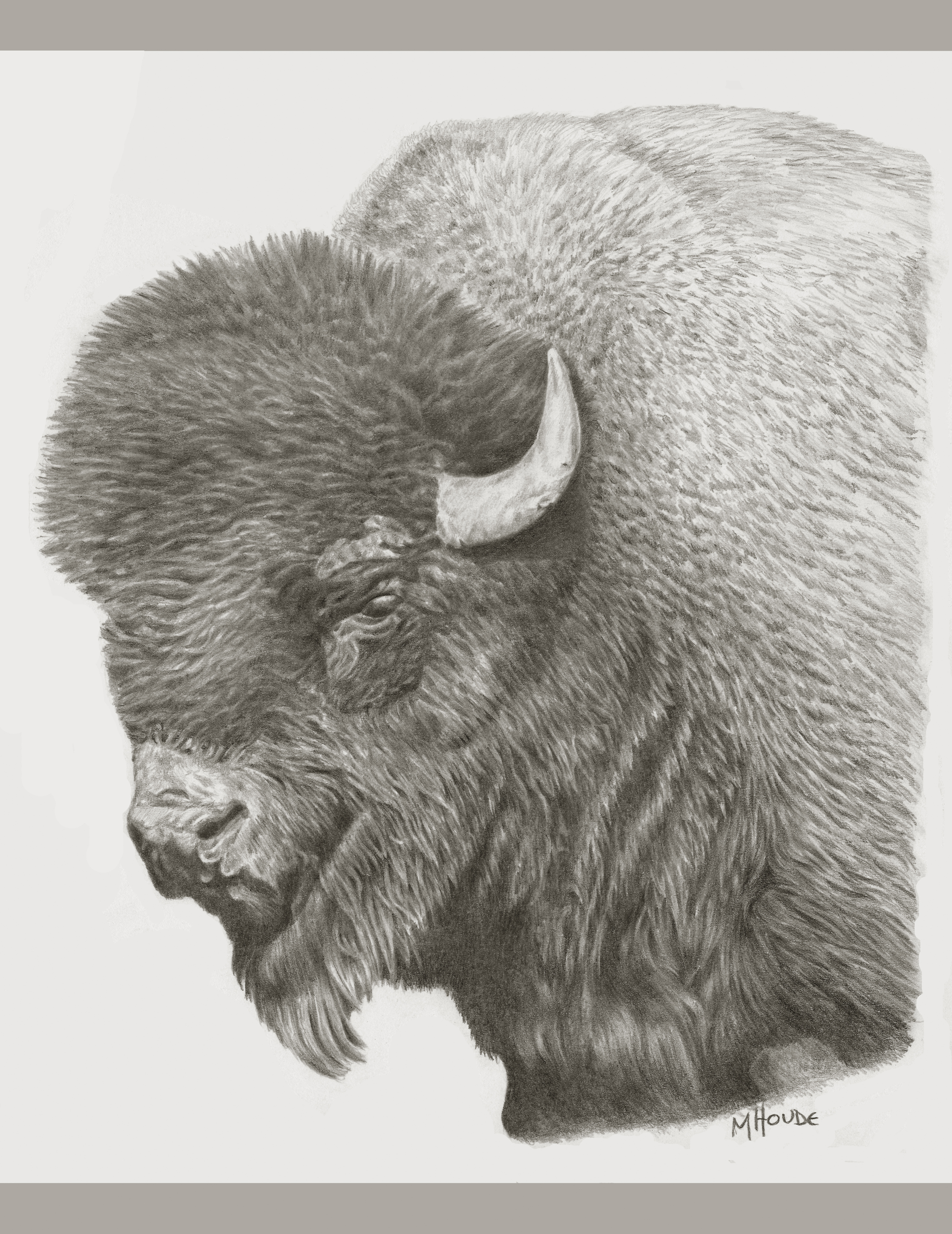 "Bison" - Art Card