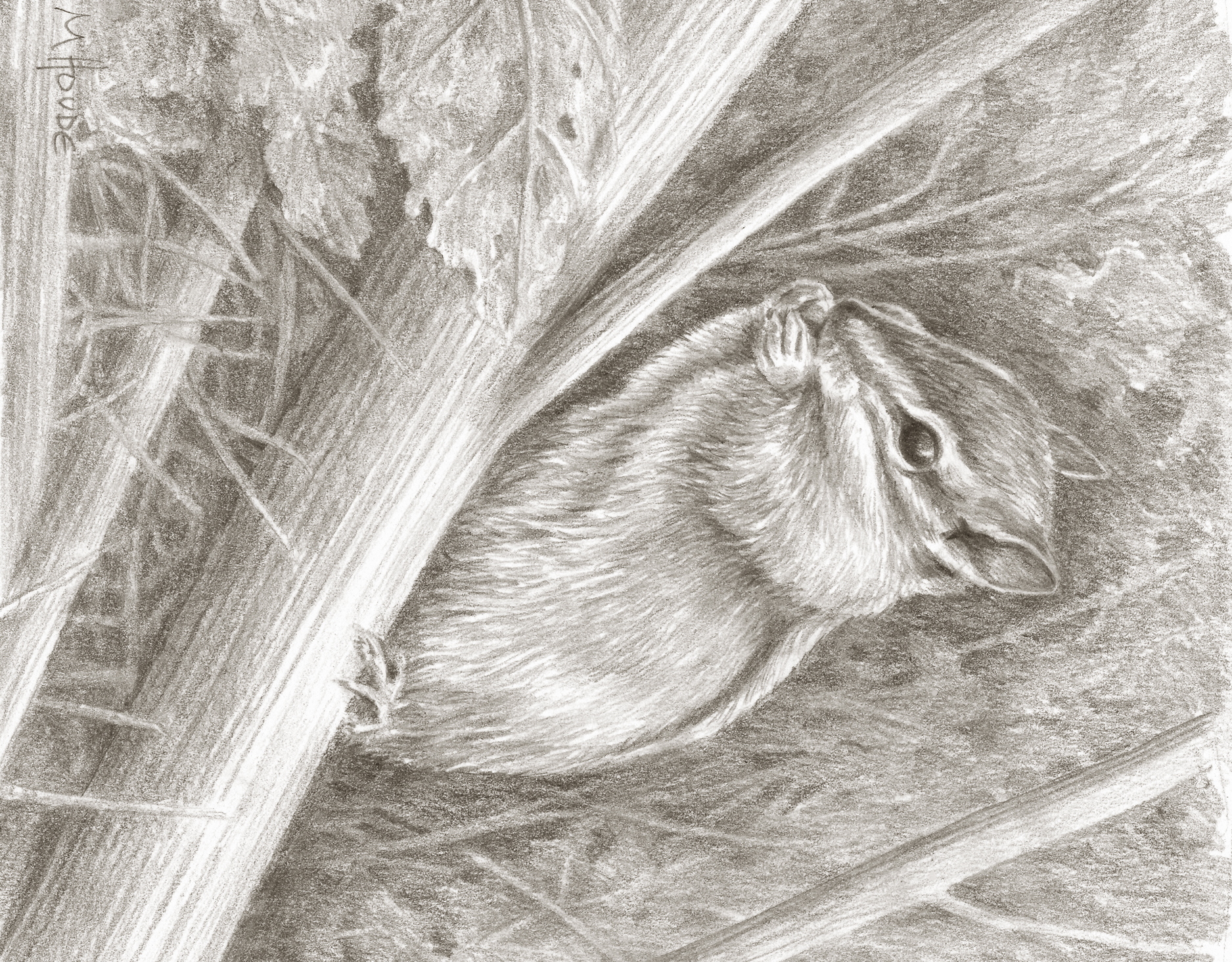 "Chipmunk" - Art Card