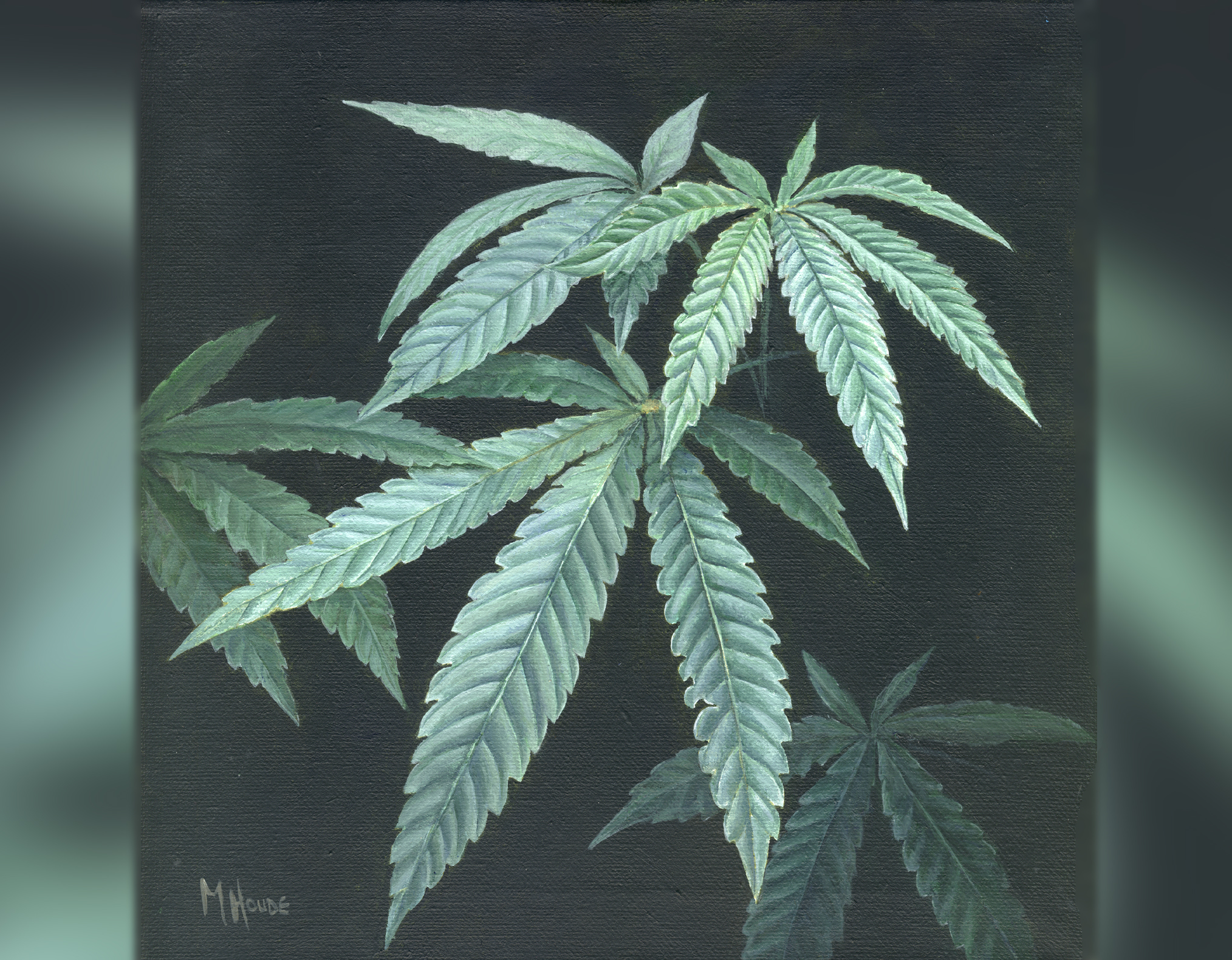 "Canabis" - Art Card