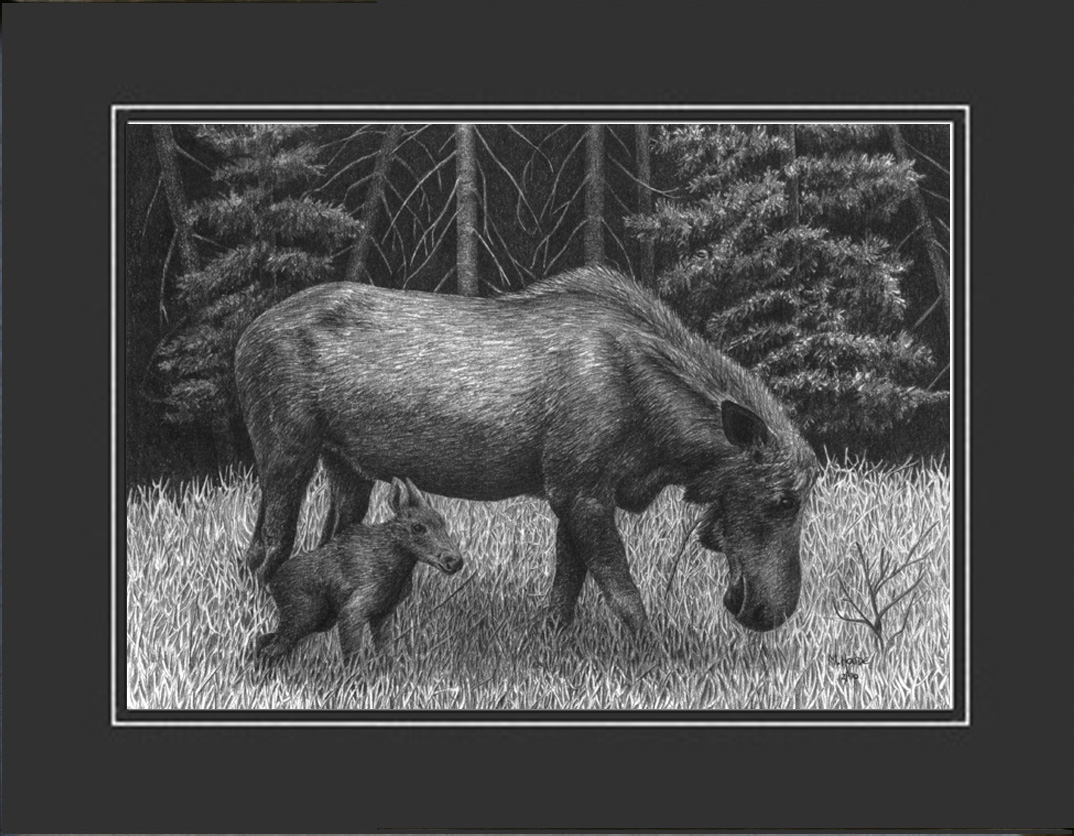 "Cow Moose & Calf" - Artist Print