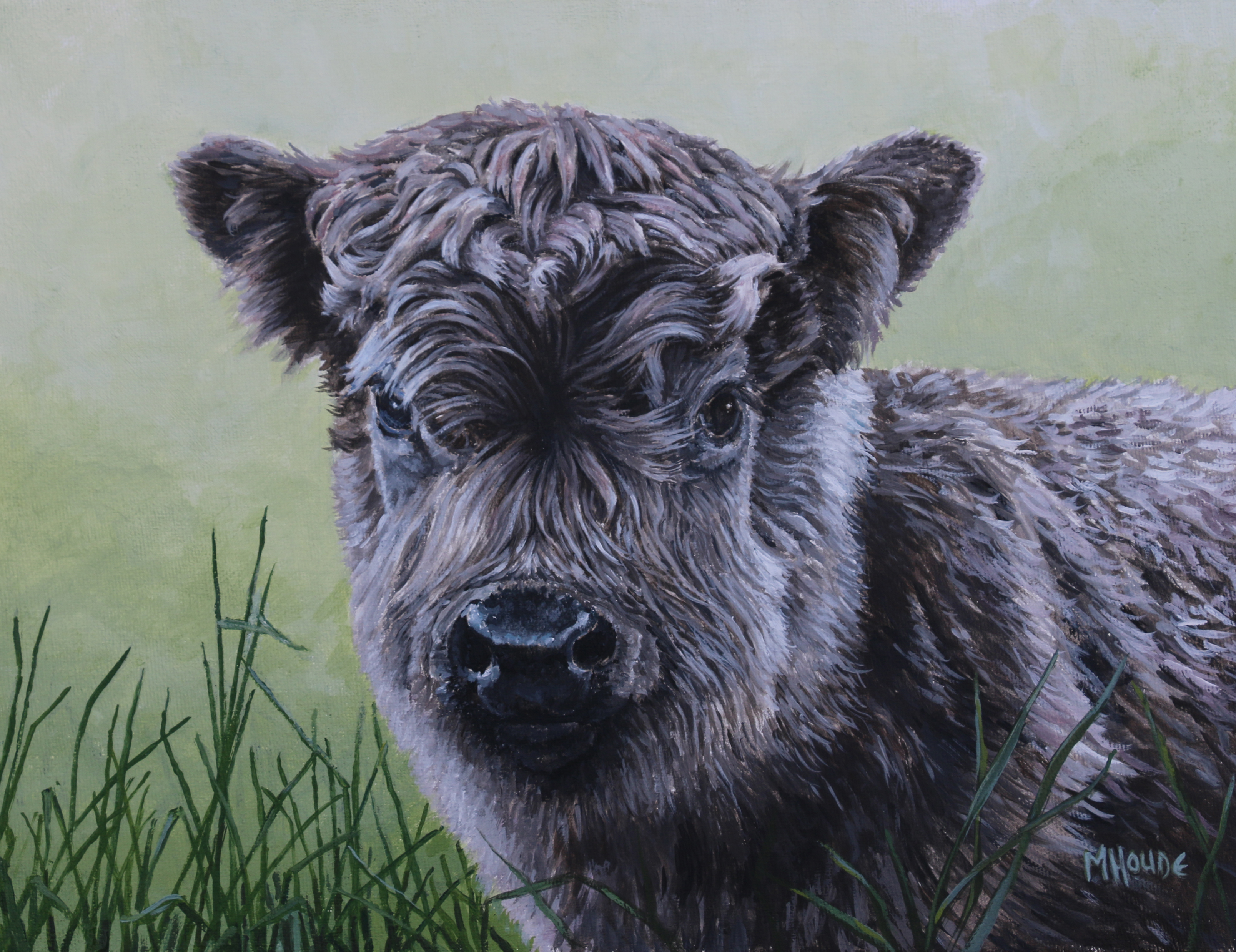 "Higland Calf" - Artist Print