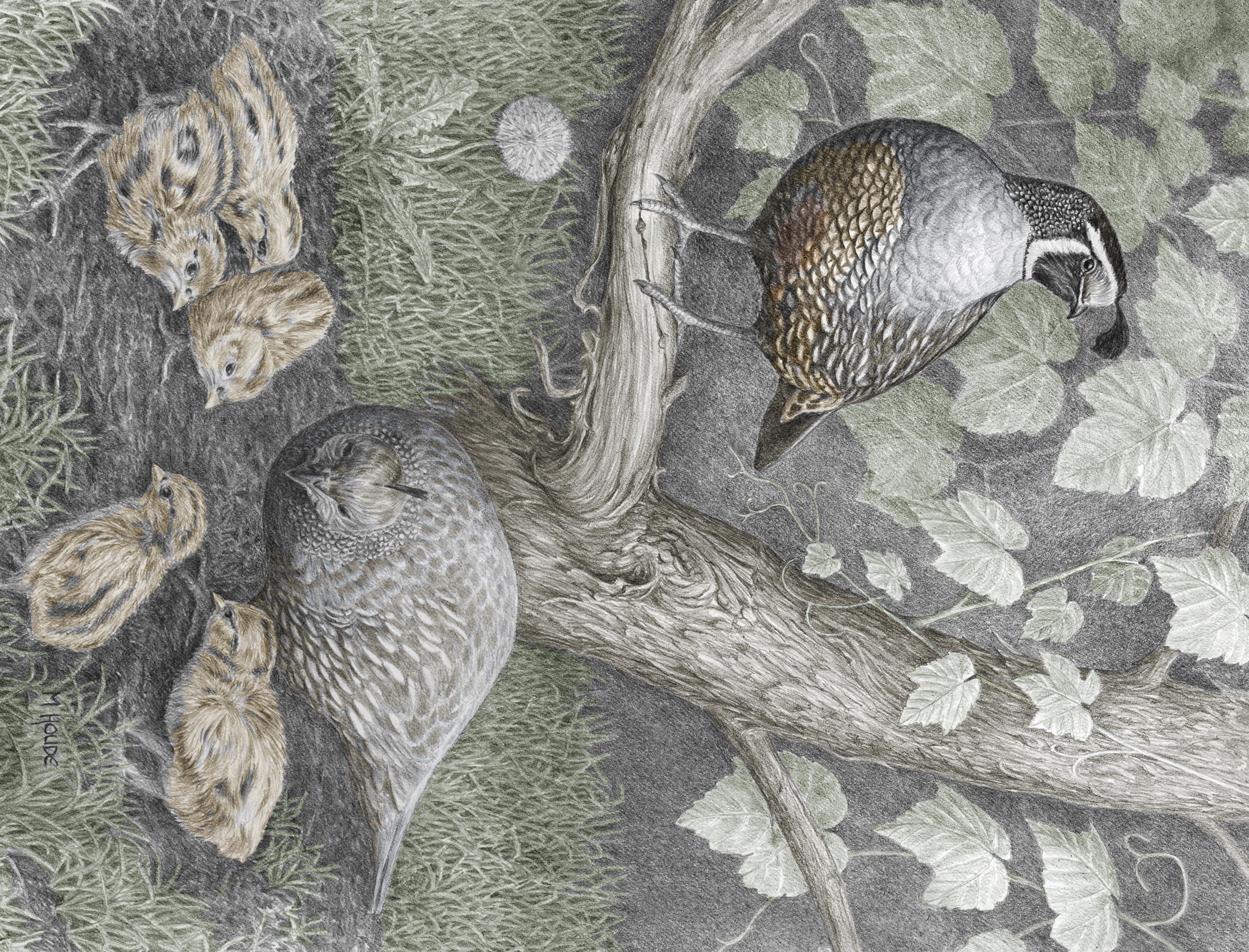 "California Quail Family" - Art Card