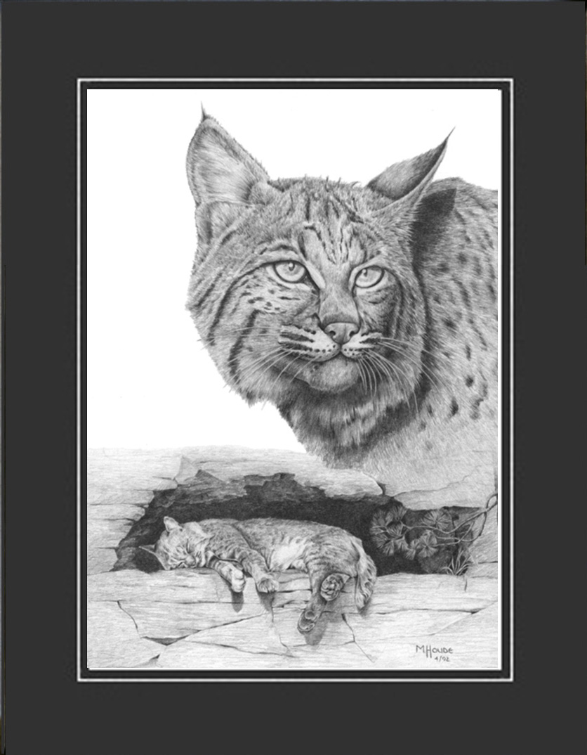 "Bobcat" - Artist Print