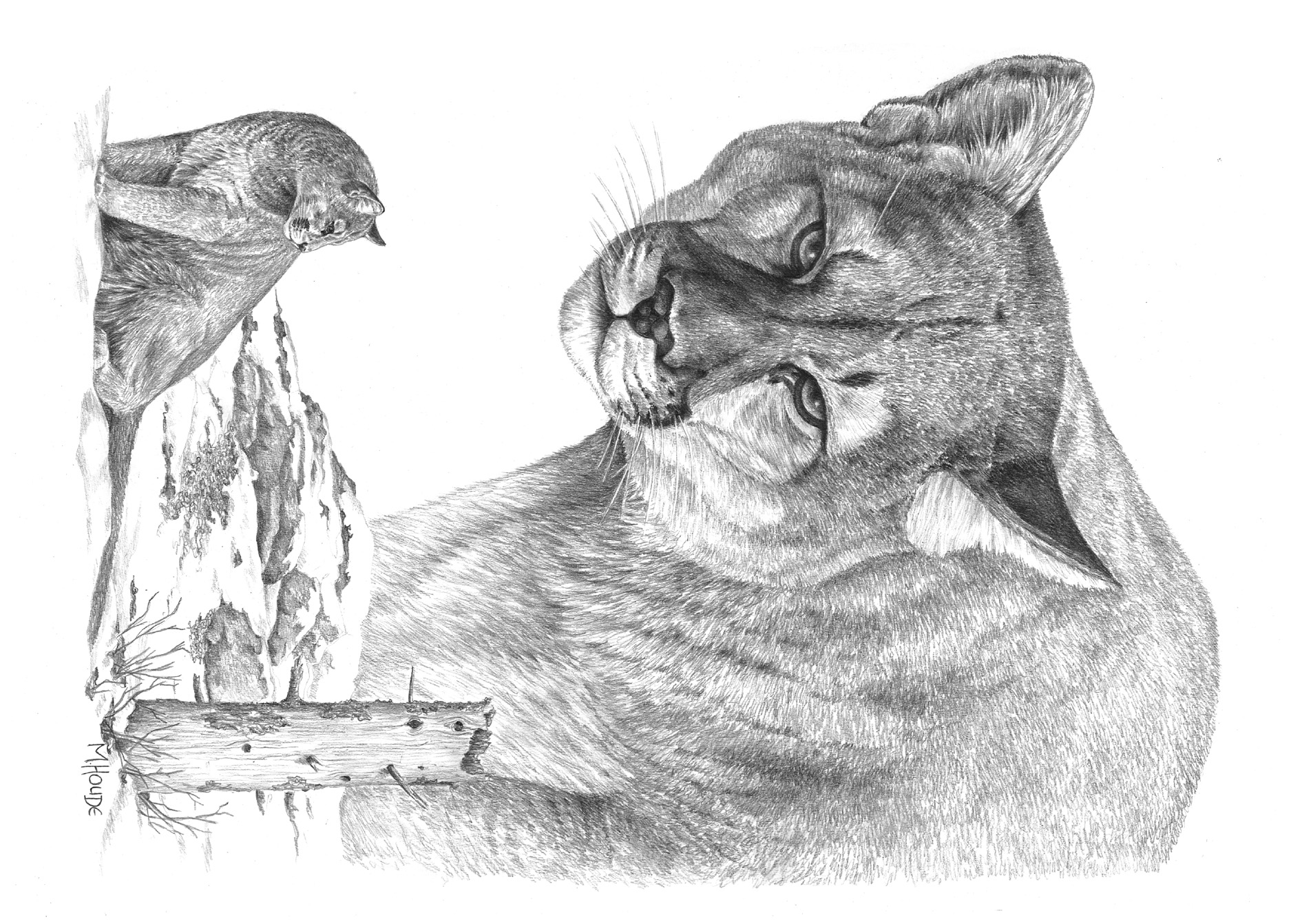 "Cougar2" - Art Card