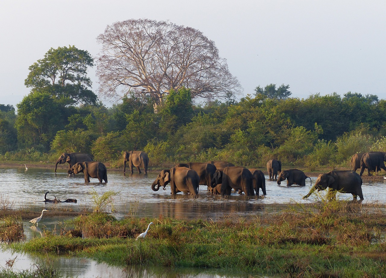 Udawalawe Private Safari with Picnic and Hotel Pickup