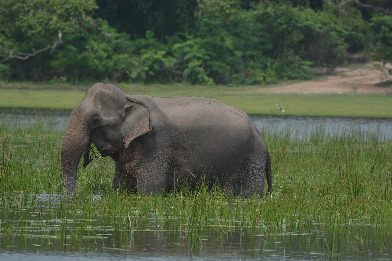 Udawalawe Private Safari with Picnic and Hotel Pickup
