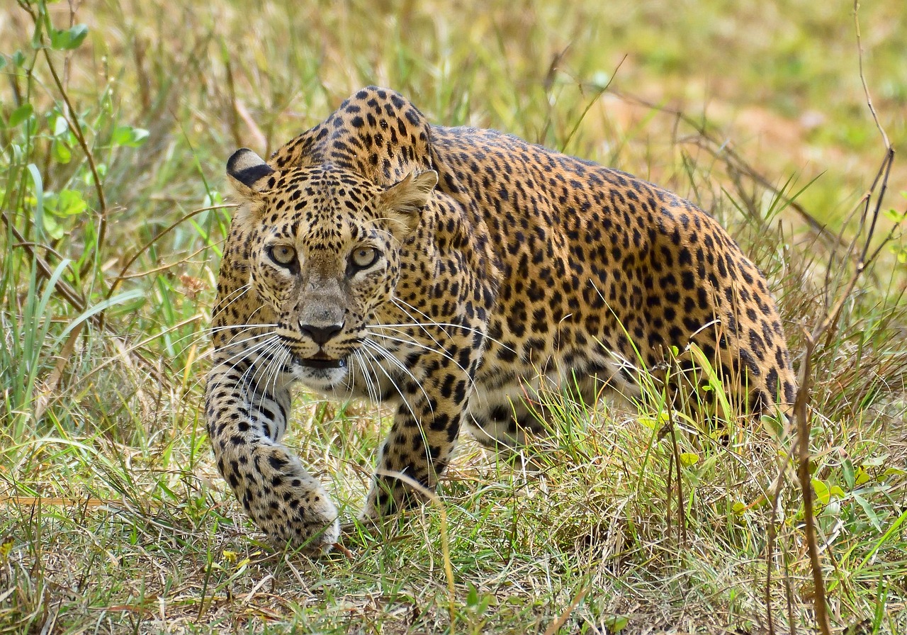 Udawalawe Private Safari with Picnic and Hotel Pickup