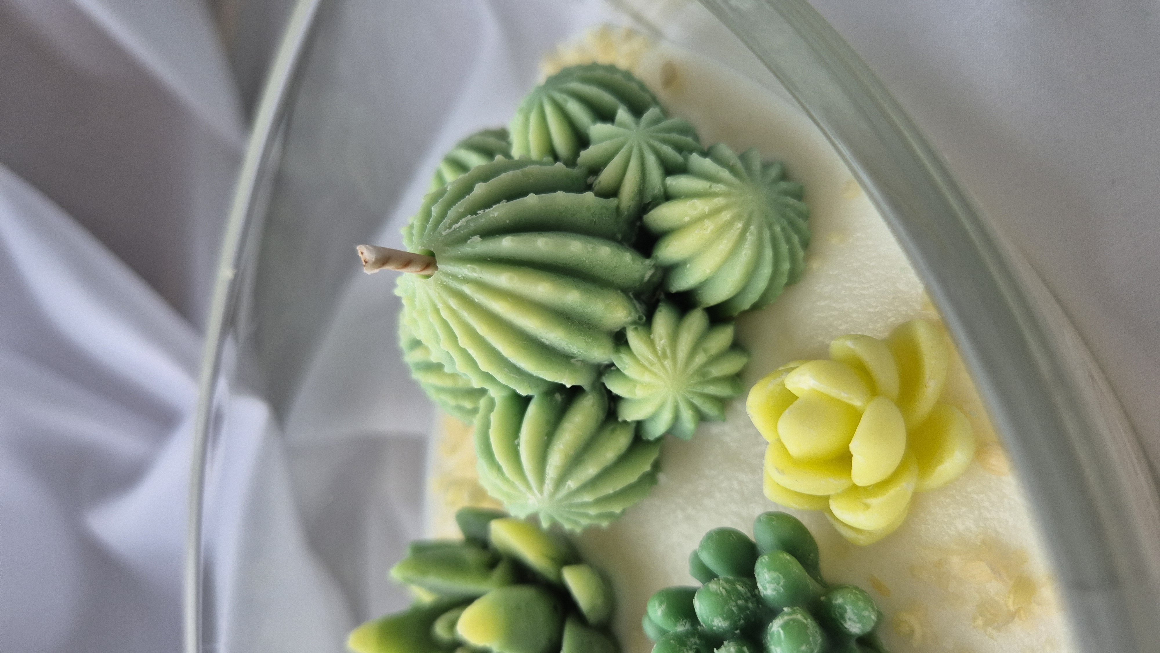 Žvakė - Sukulentai