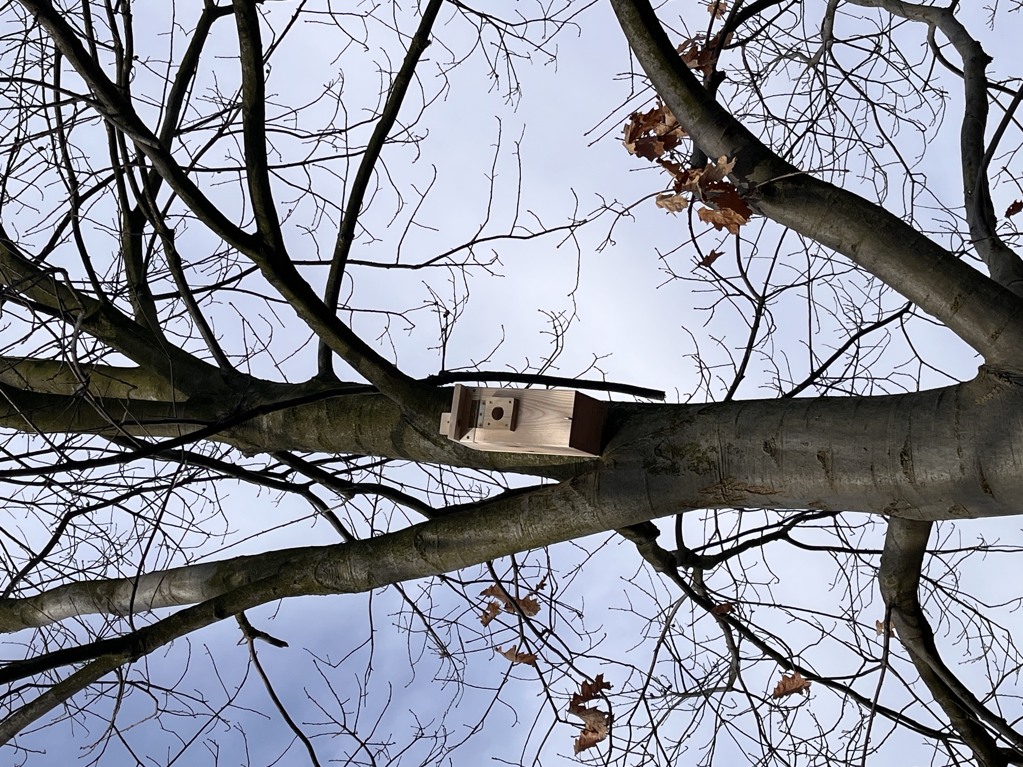 Budka lęgowa dla ptaków – typ A