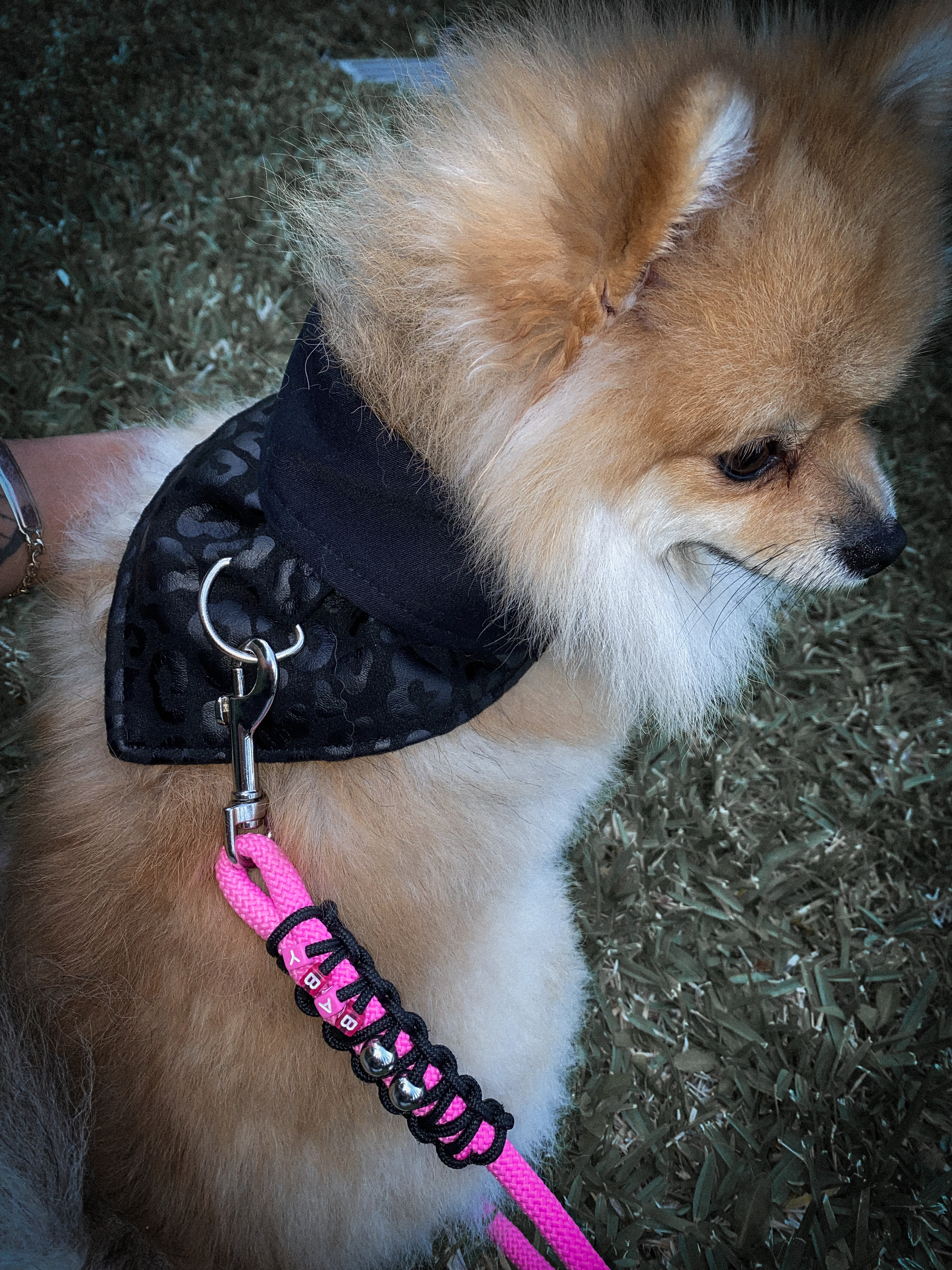 Lil Fierce