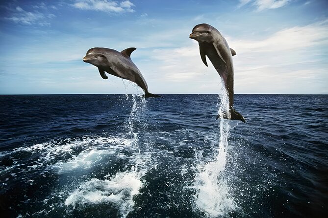 Dolphin tour