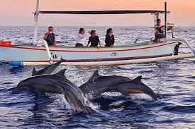 Dolphin tour