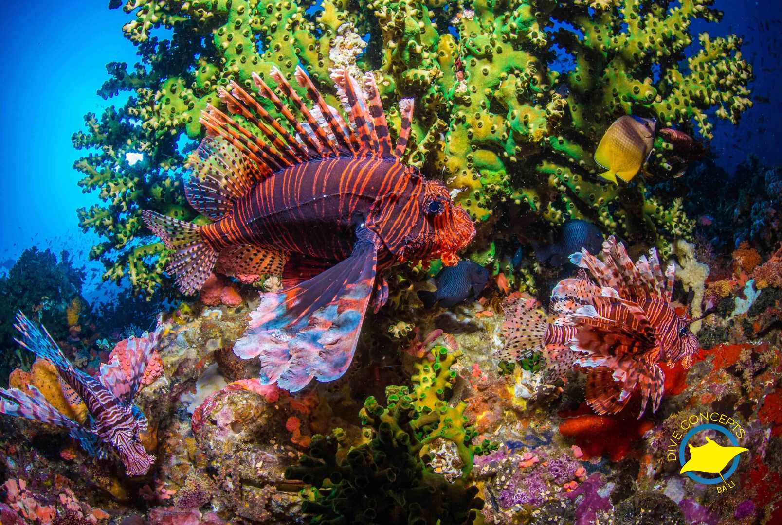 Amed Snorkeling & Diving Tours