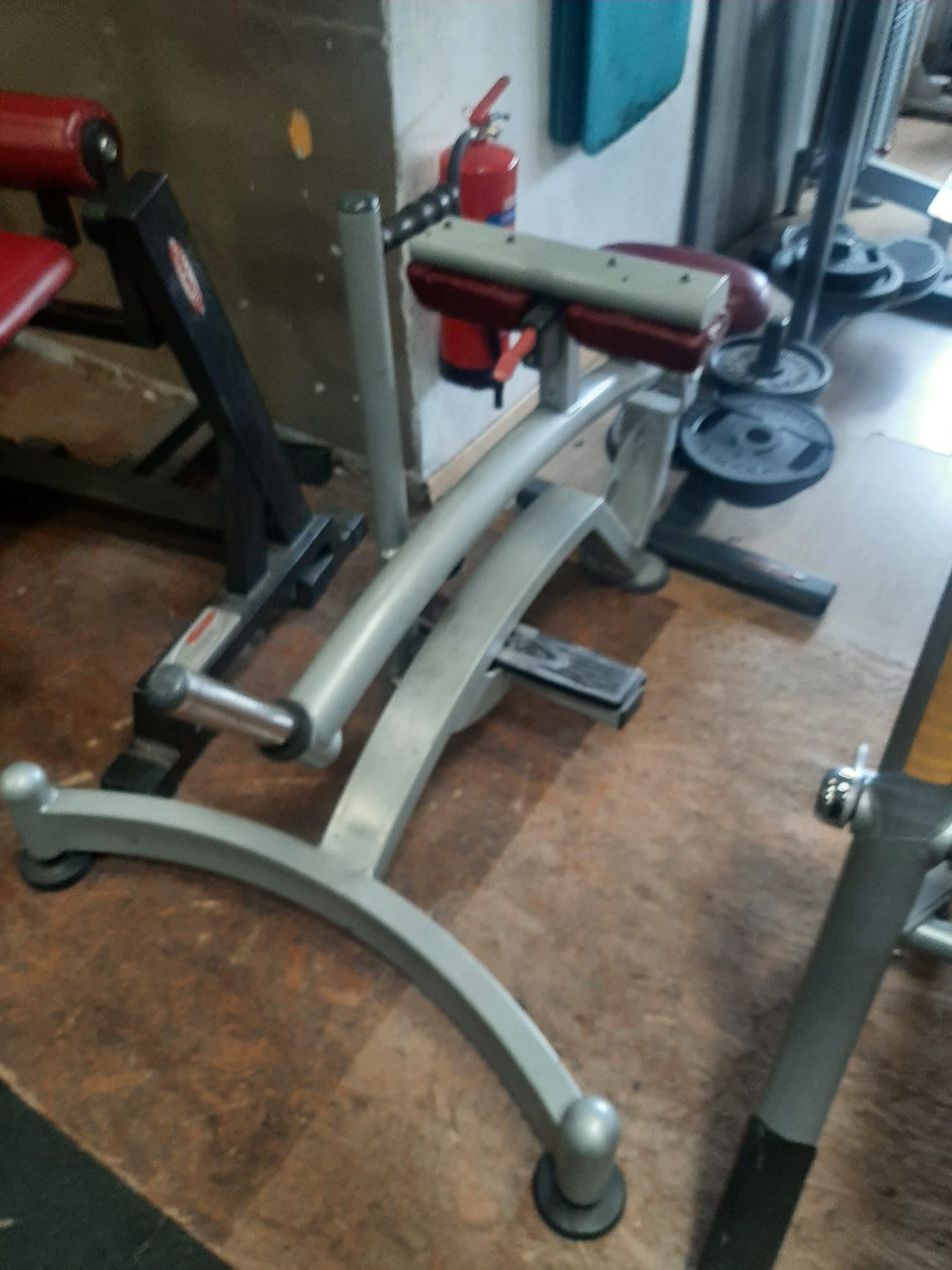 Seated calf