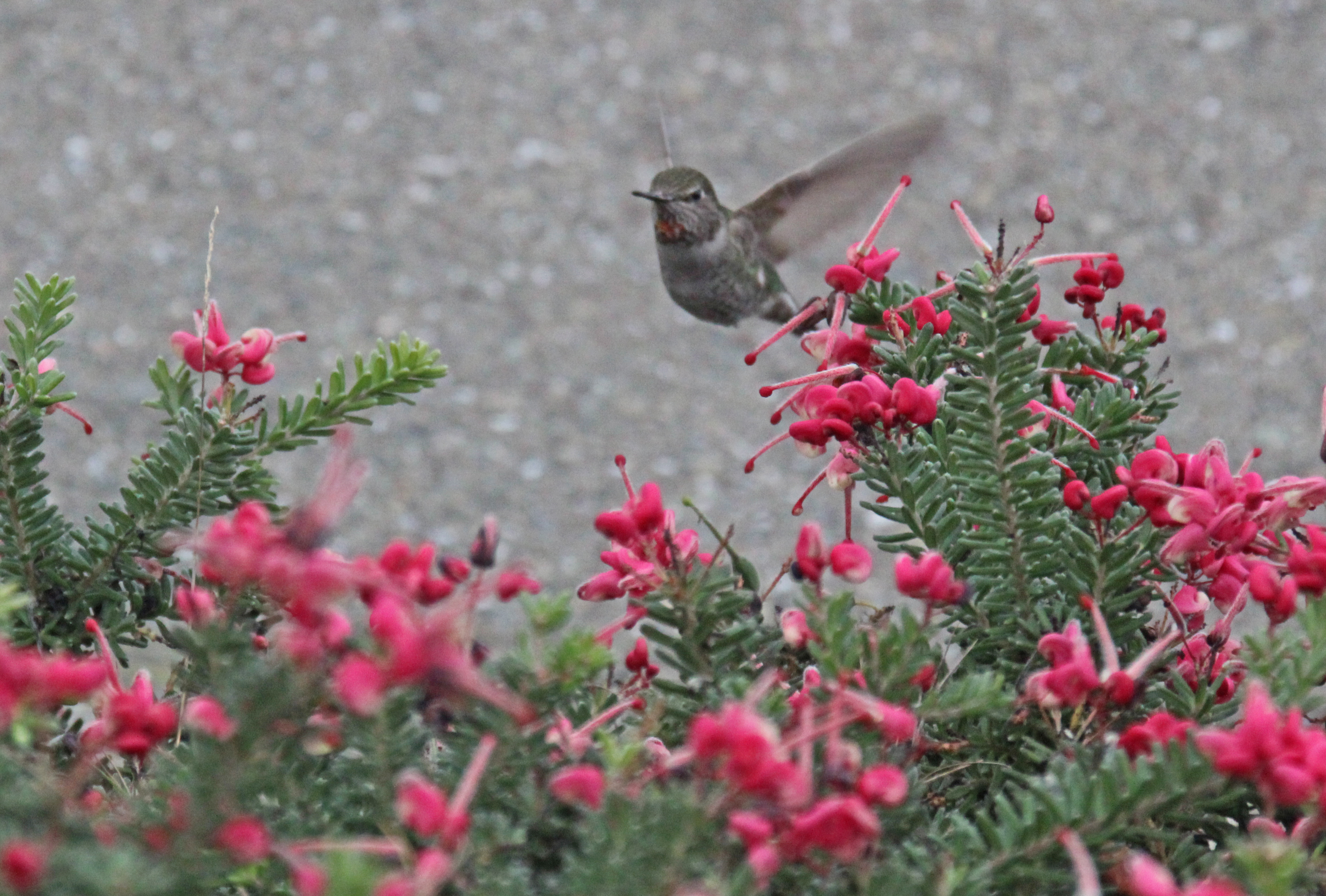 Red-flowering Ornamental Shrub