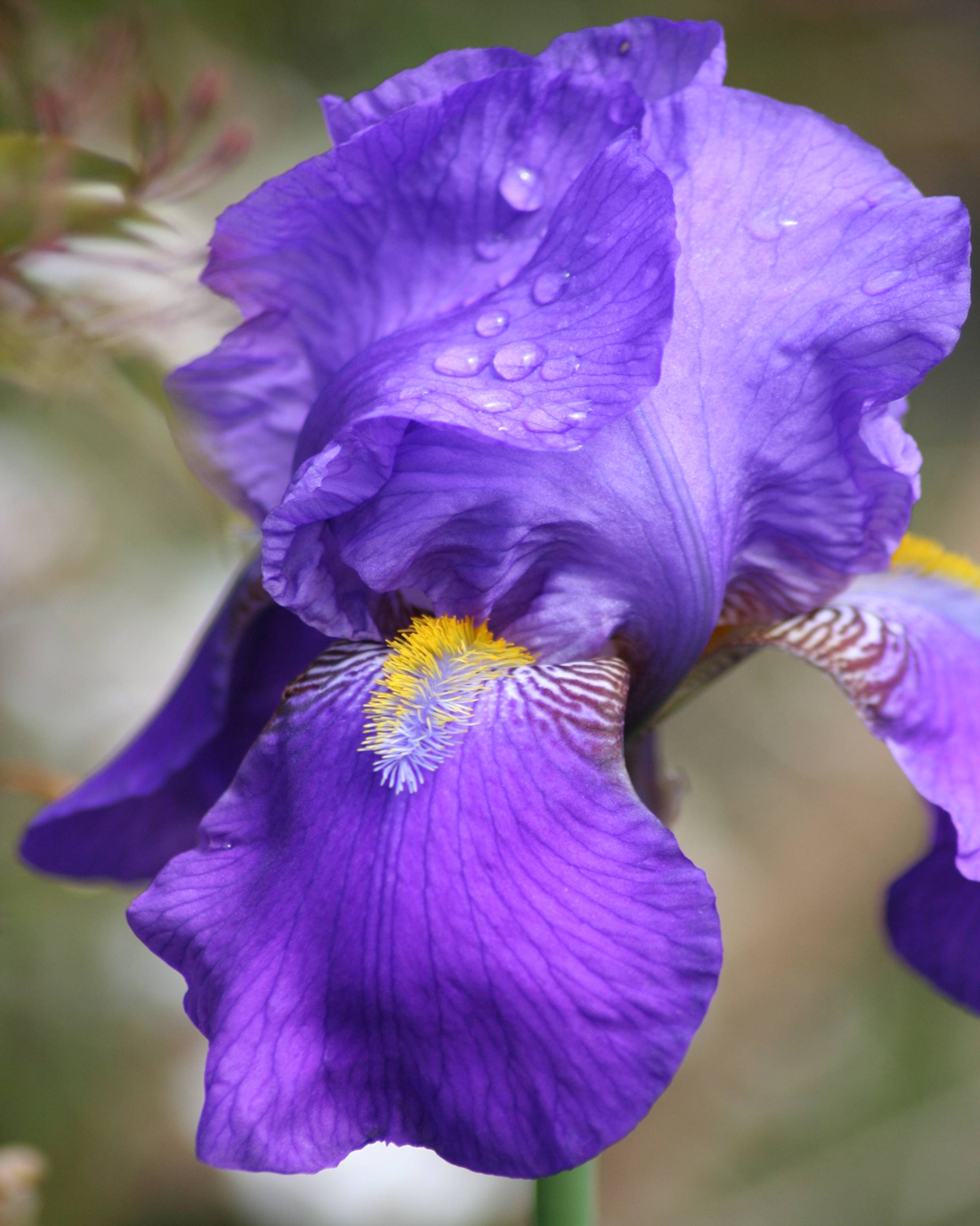 Purple Iris Flower