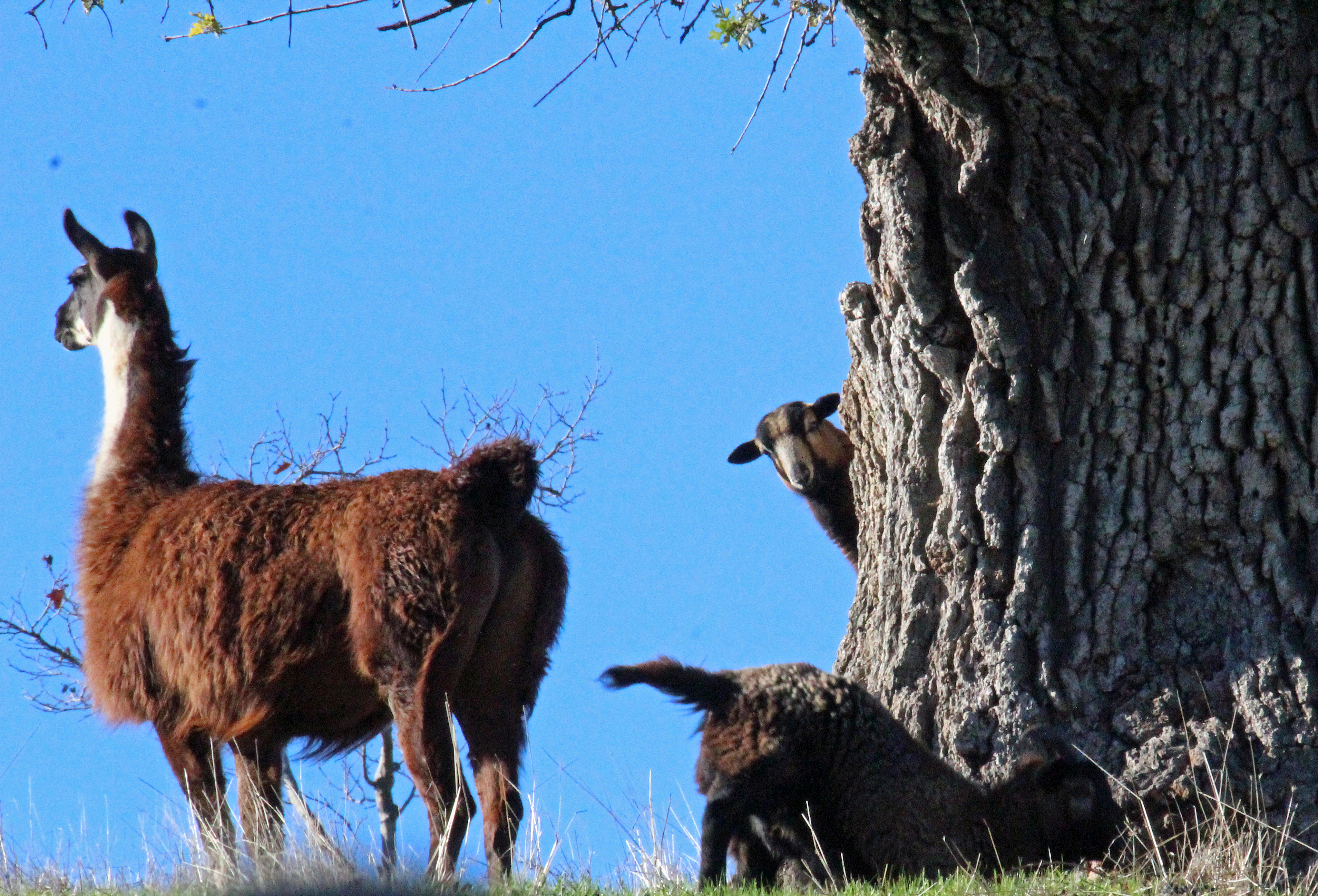 Brown Llama's Billy Goat Peak a Boo Play