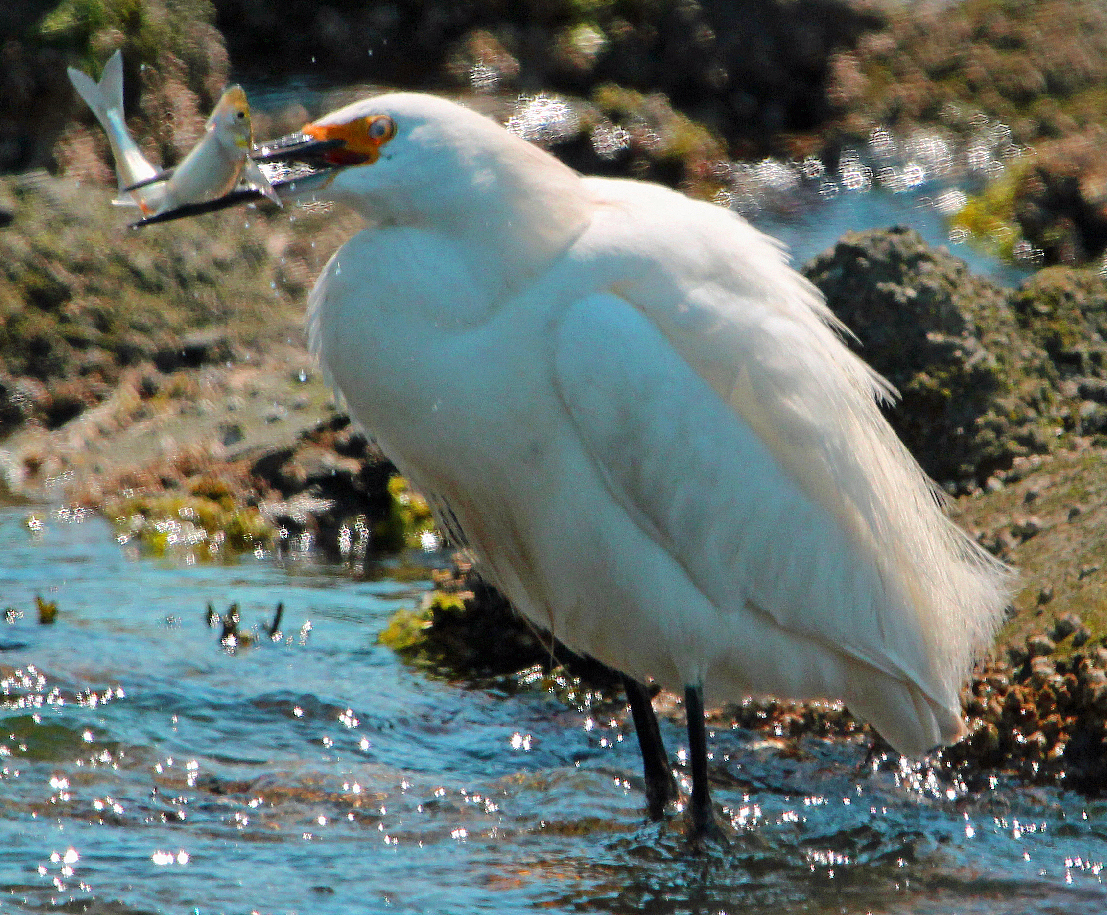 Snowy Egret