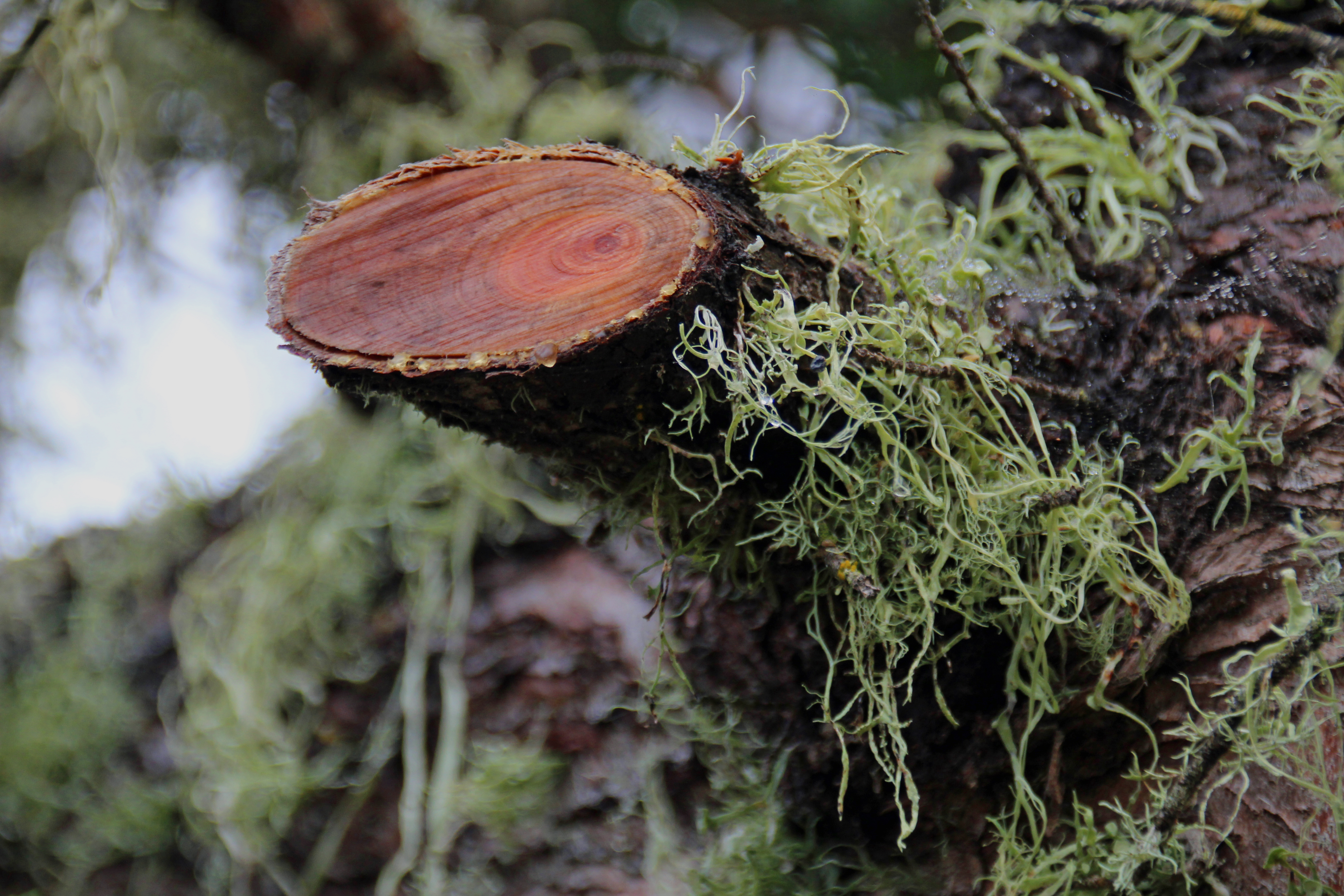 Freshly Cut Tree Branch