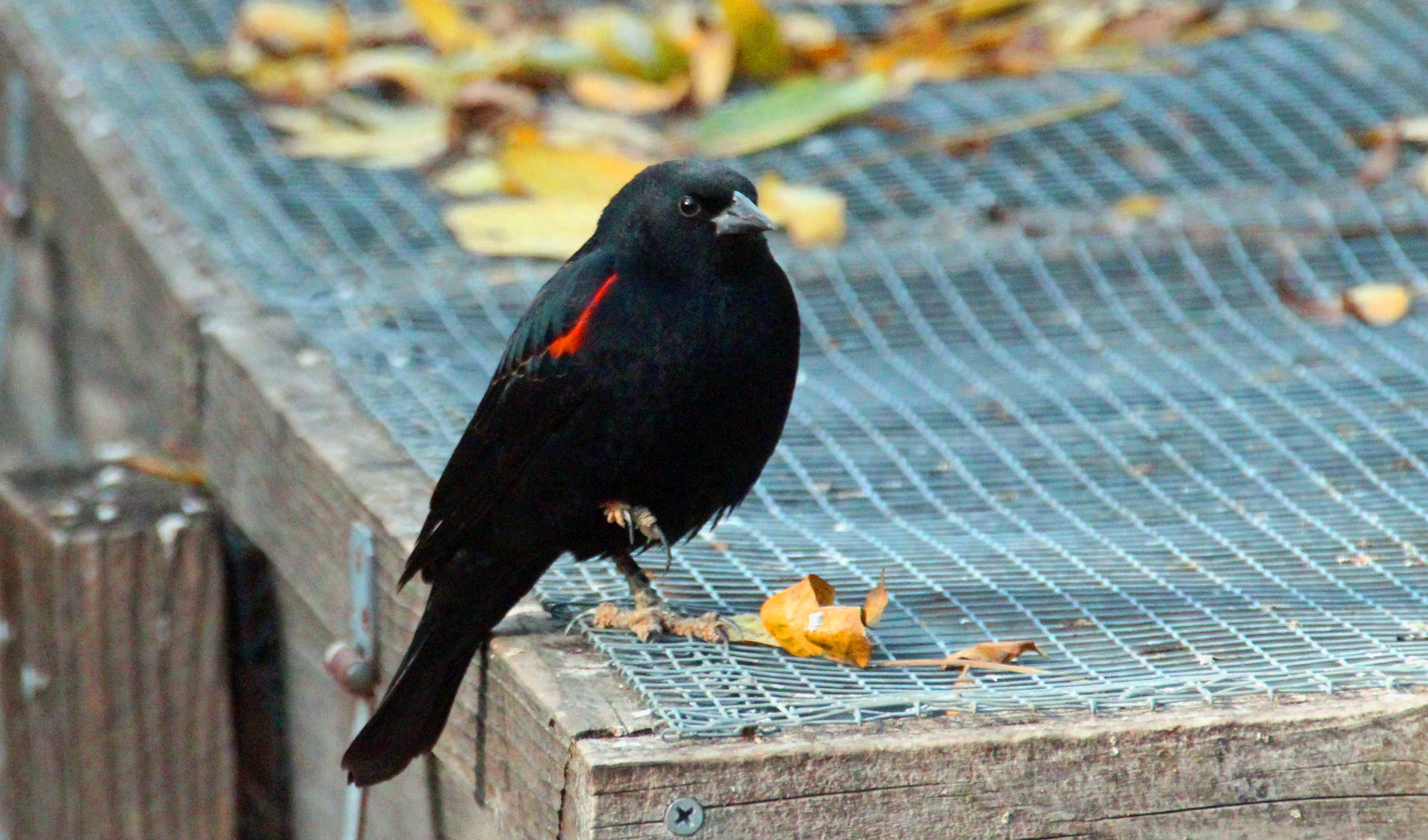 Red-winged blackbird