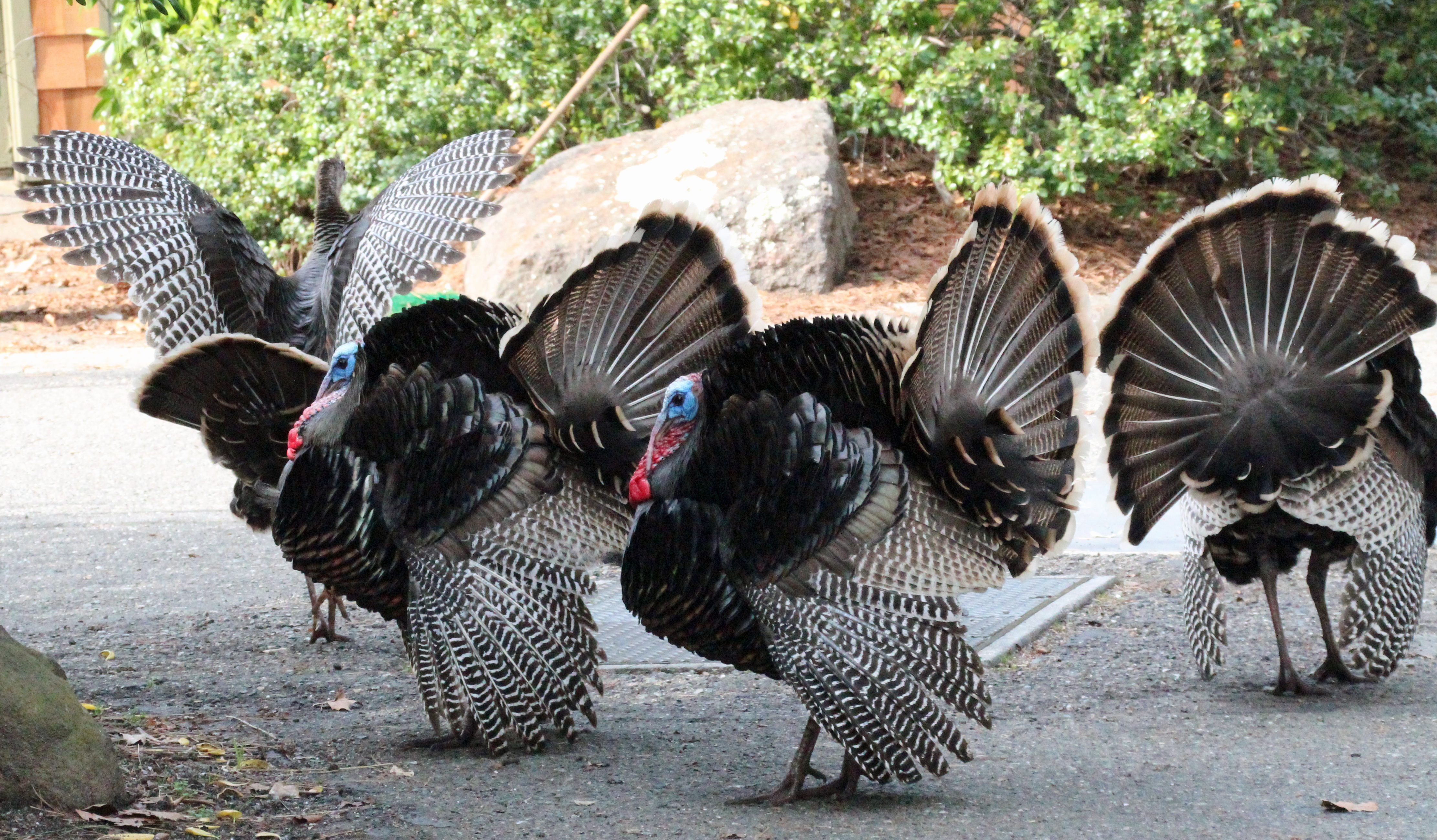 Wild Turkeys