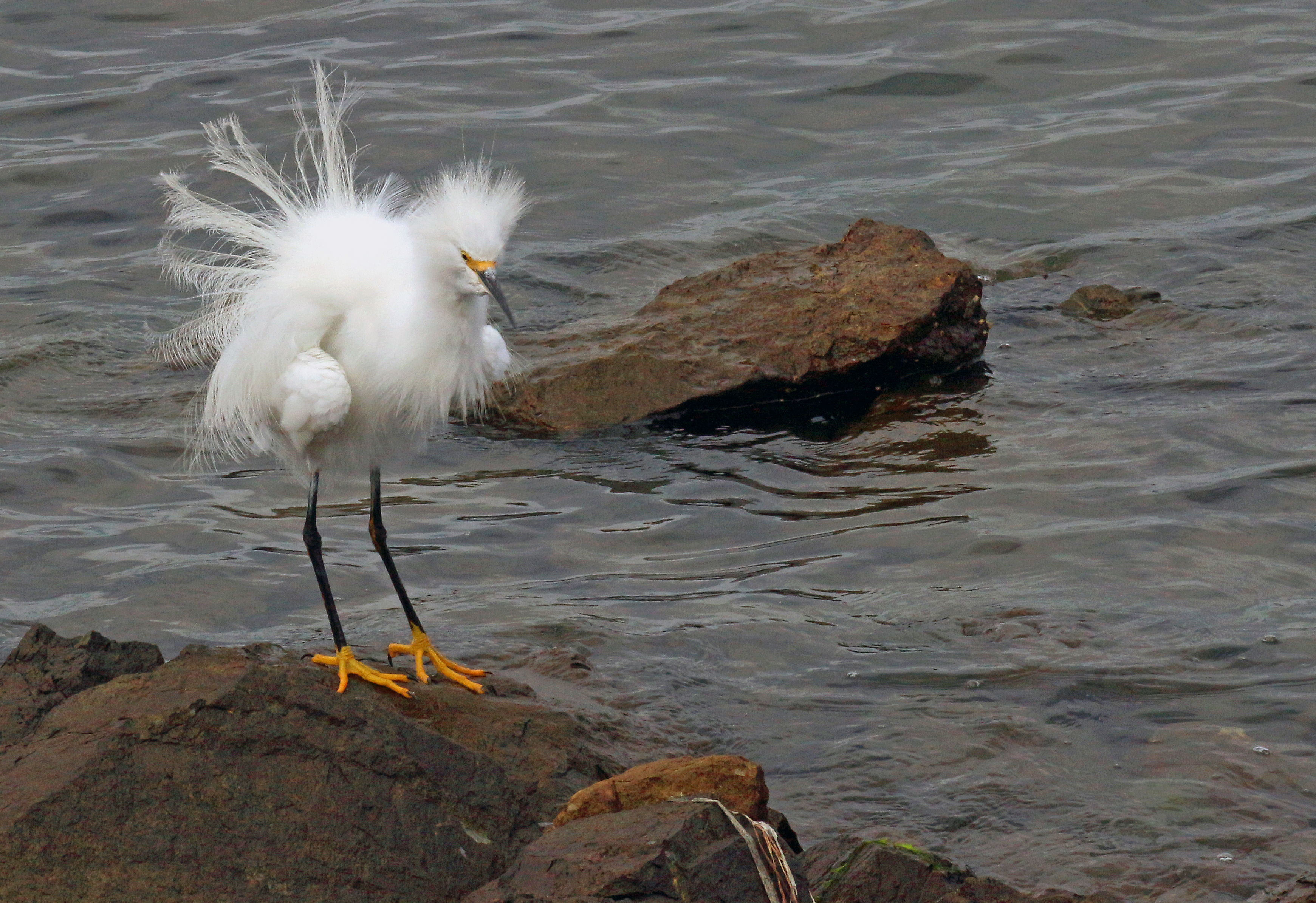 Elegant Snowy Egret