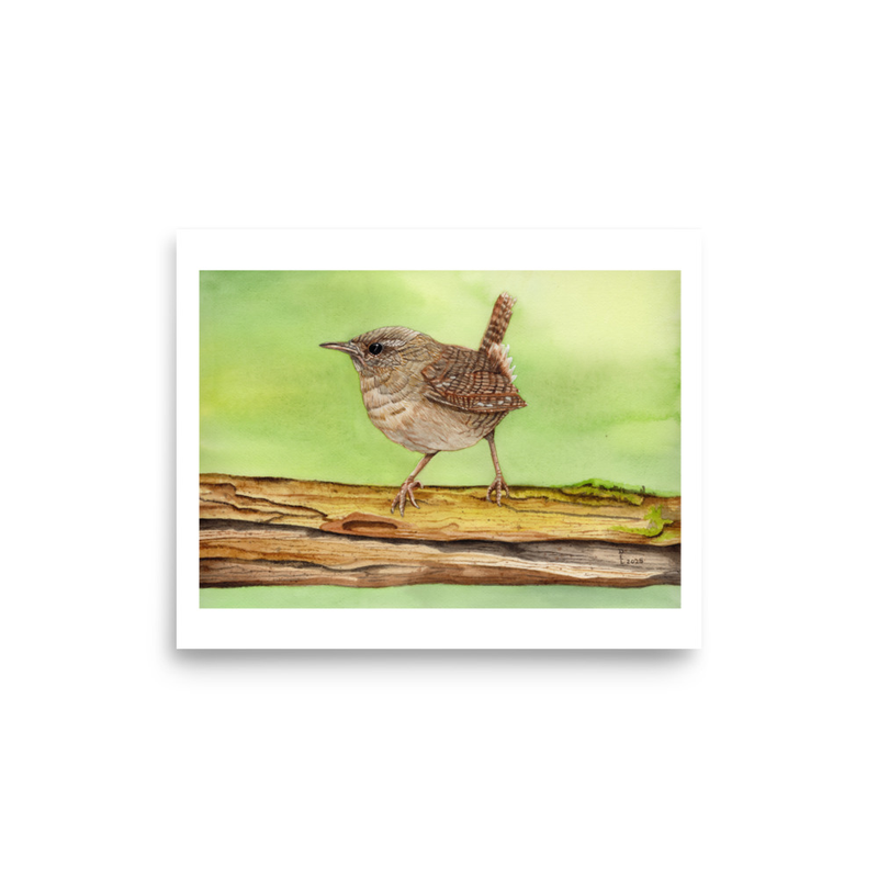 Carolina Wren on Branch Watercolor Art 8" x 10" Print