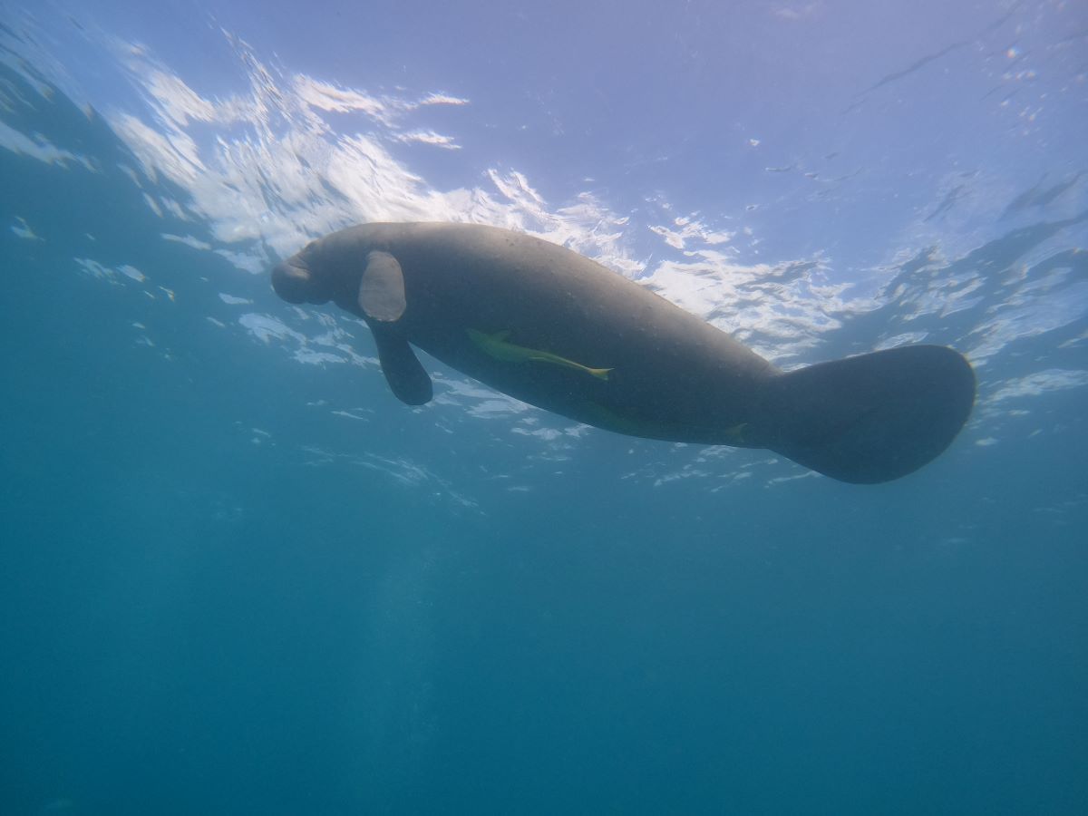 EXCURSIÓN DE BUCEO EN BAYAHIBE