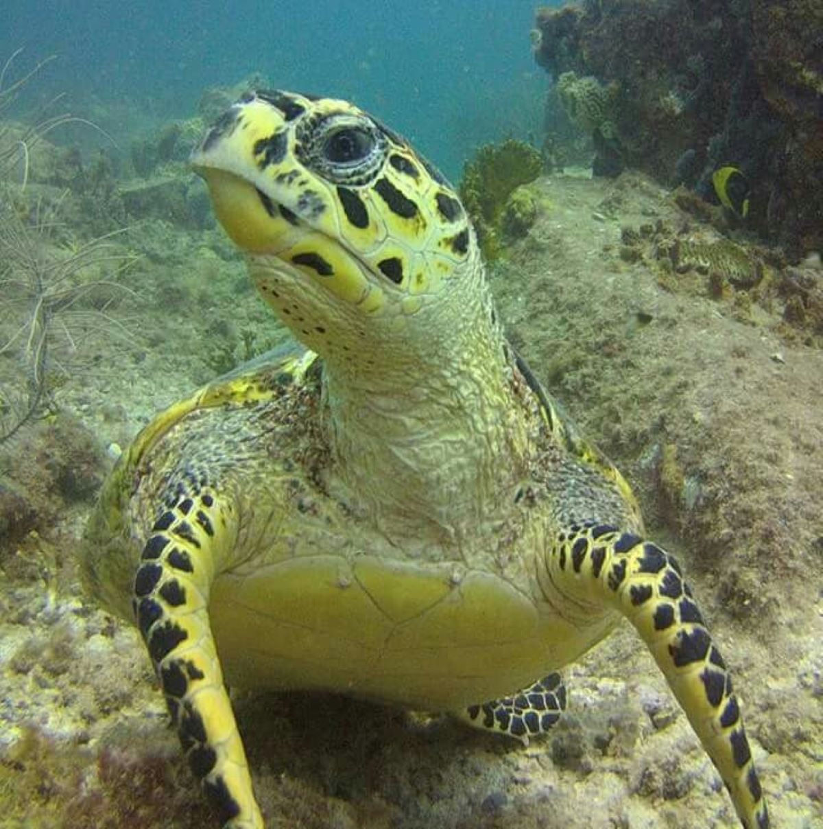 EXCURSIÓN DE BUCEO  Y SNORKEL EN ISLA SAONA
