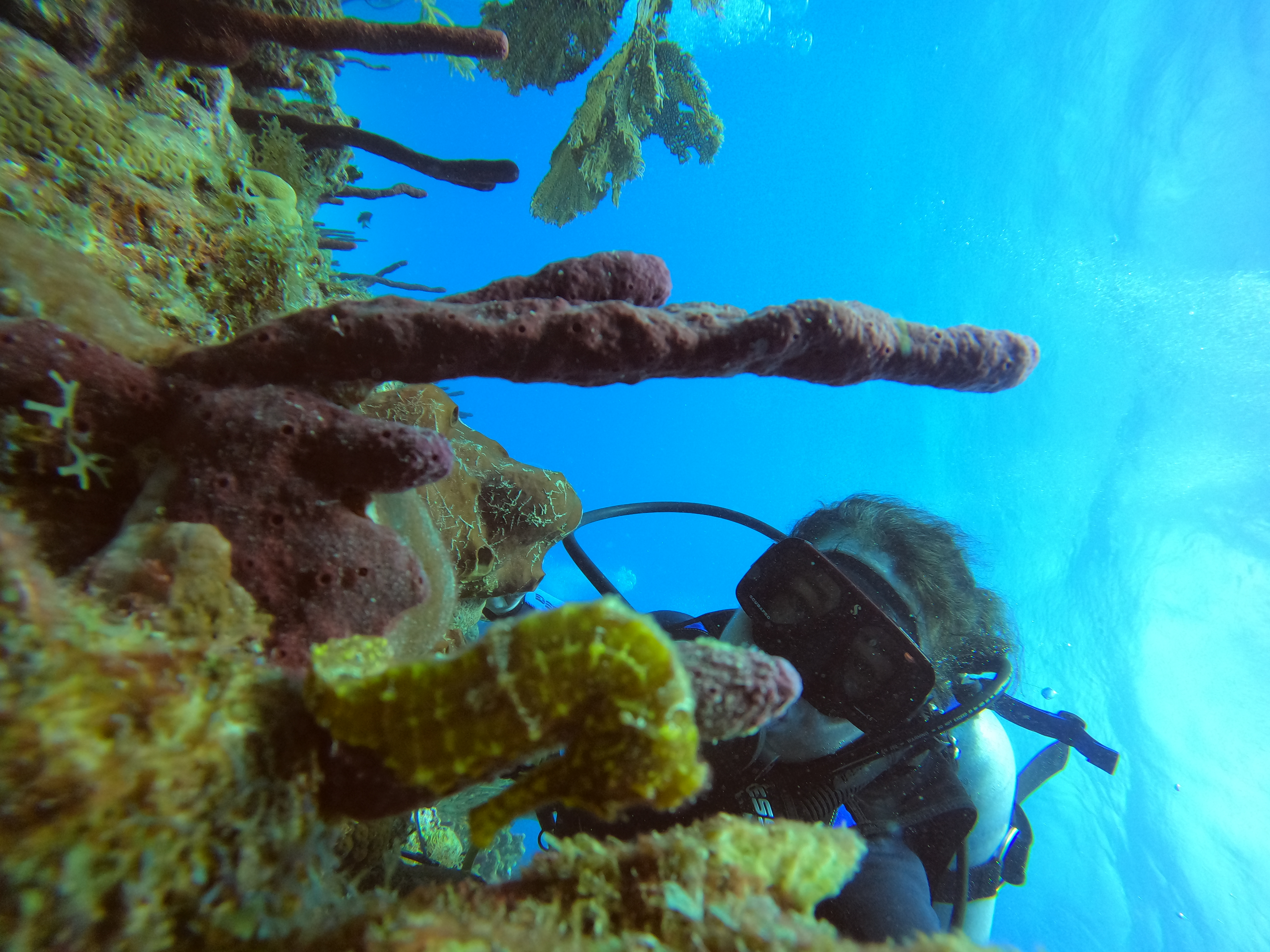 EXCURSIÓN DE BUCEO Y SNORKEL EN  ISLA CATALINA