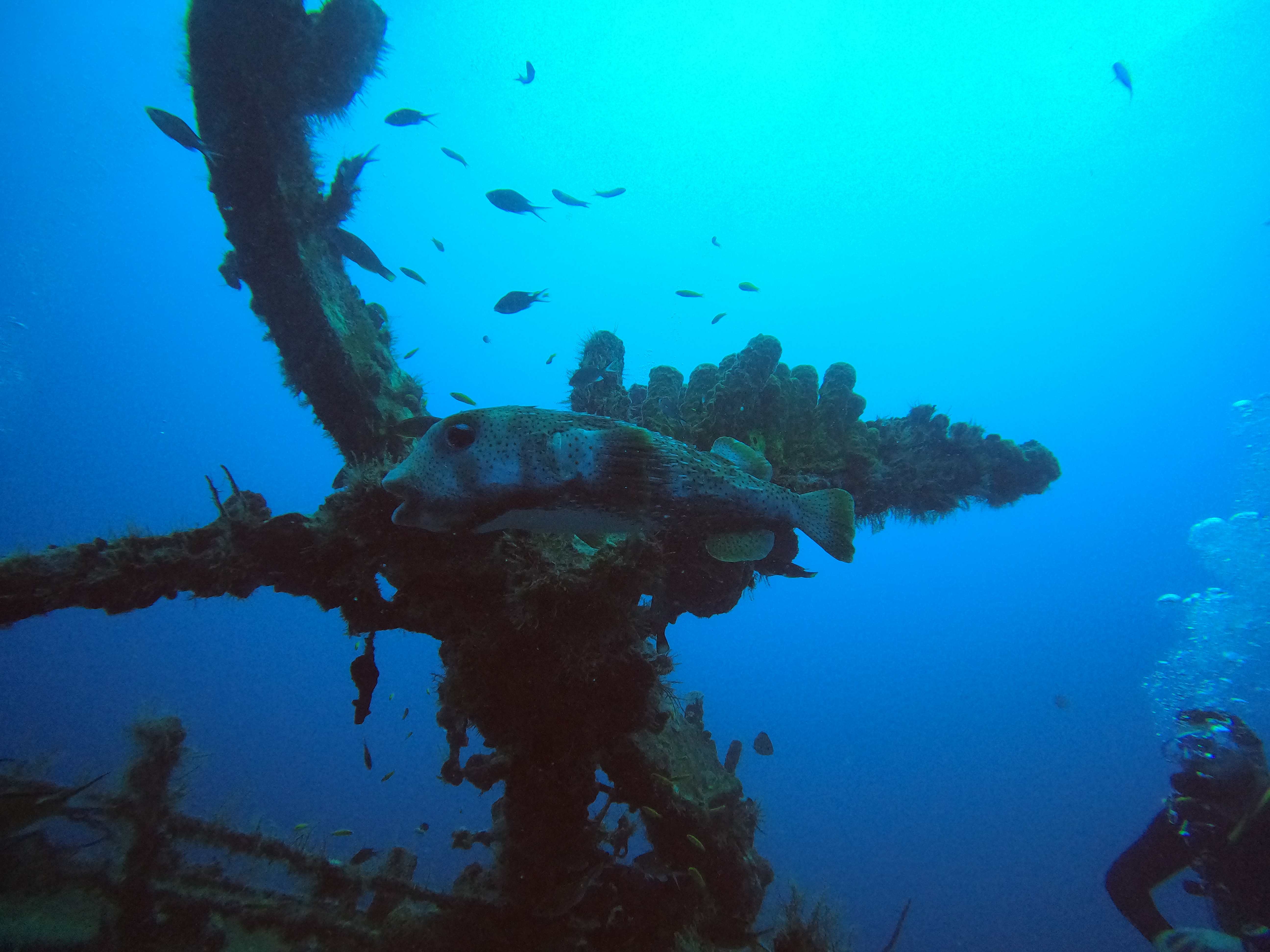 BUCEO EN NAUFRAGIOS Y CAVERNAS