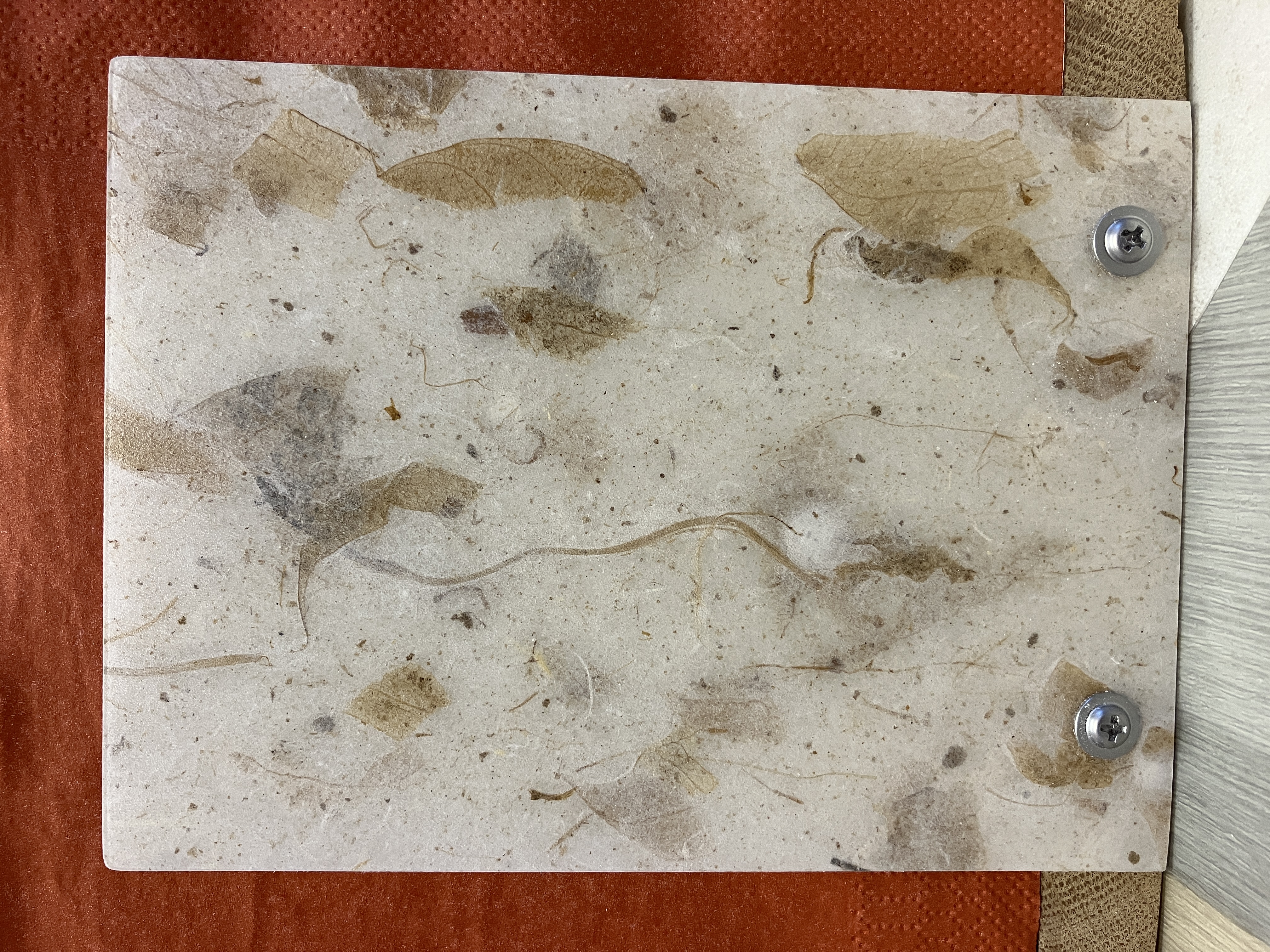 Rooted Elegance Napkin Holder