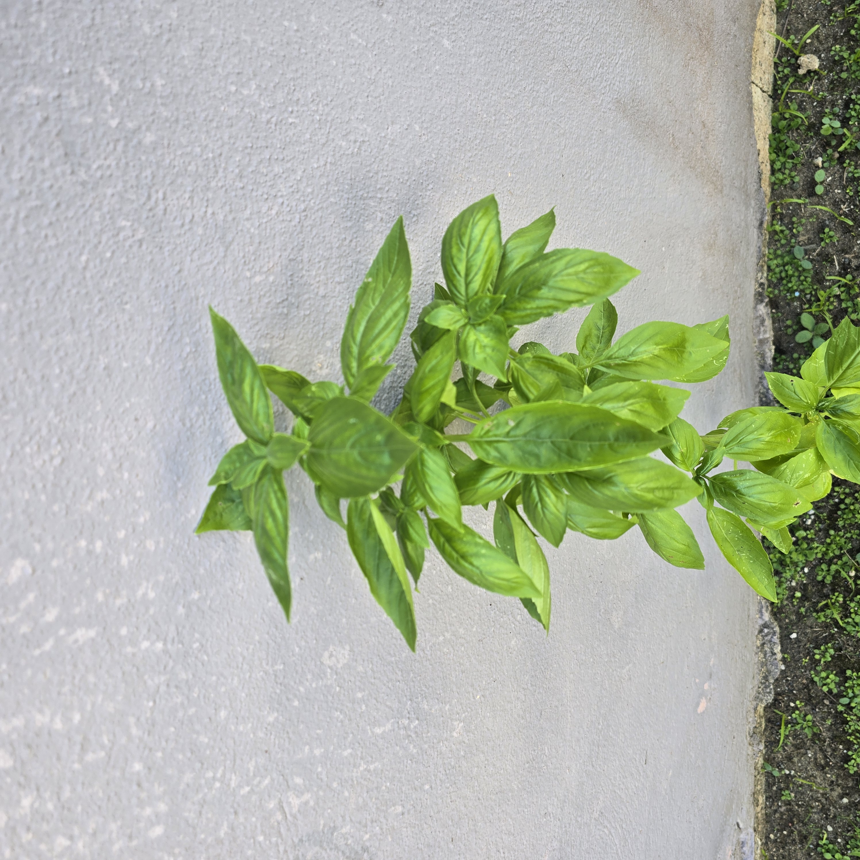 Albahaca de Siembra Casera