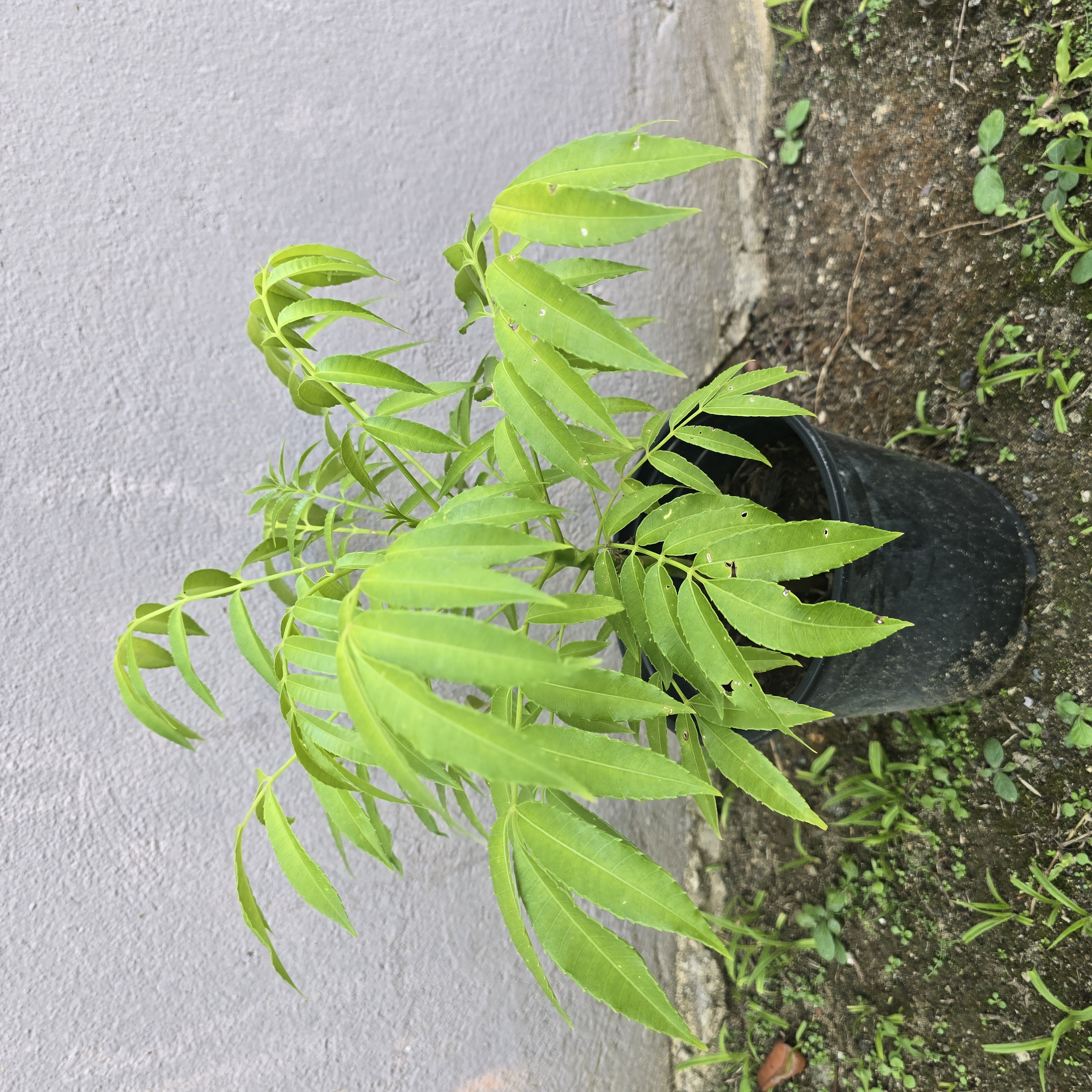 Árbol Frutal de Jobo – Siembra Casera