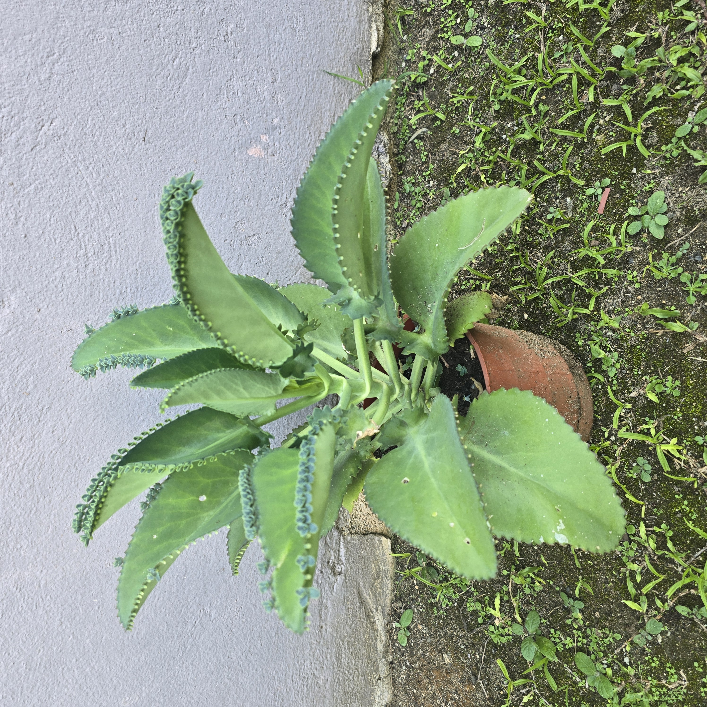 Planta de Kalanchoe– Siembra Casera