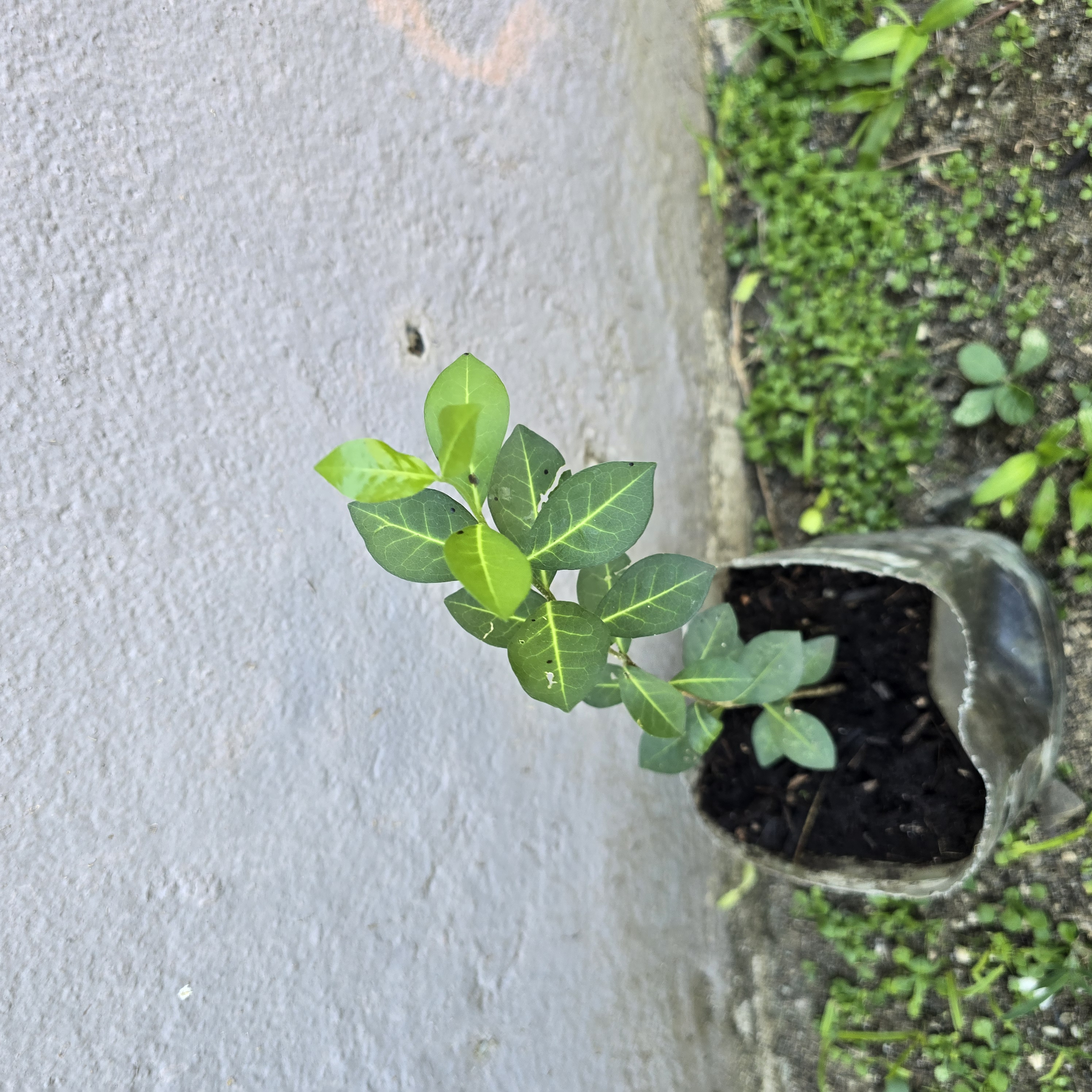 Árbol de Acerola de Siembra Casera