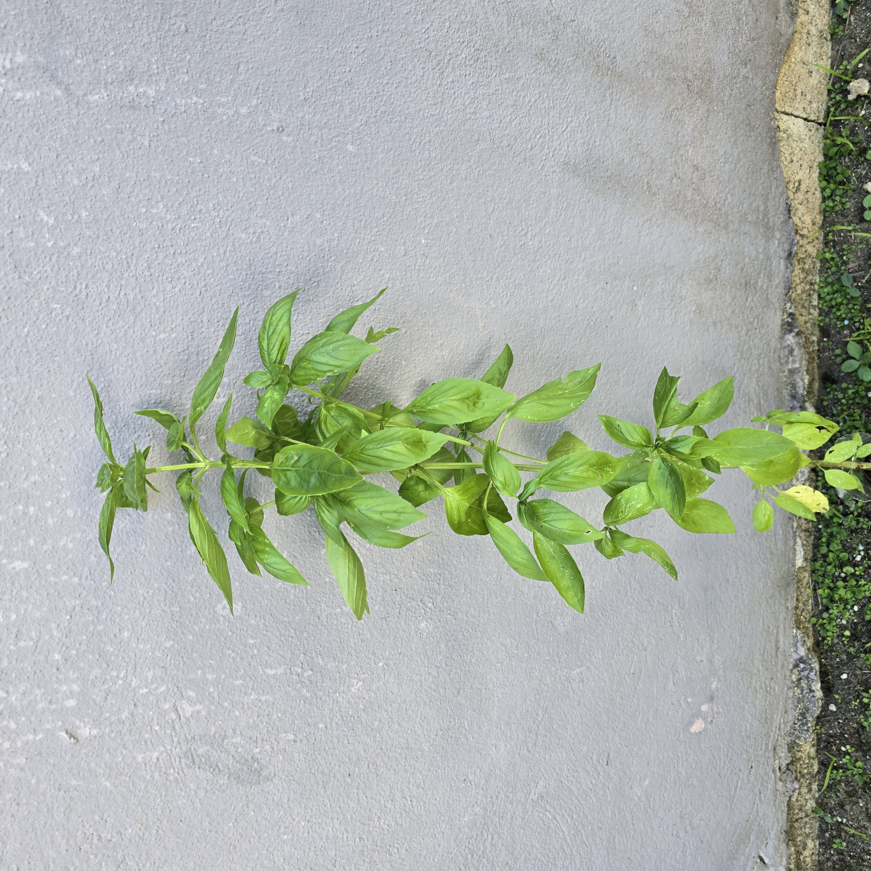 Albahaca de Siembra Casera