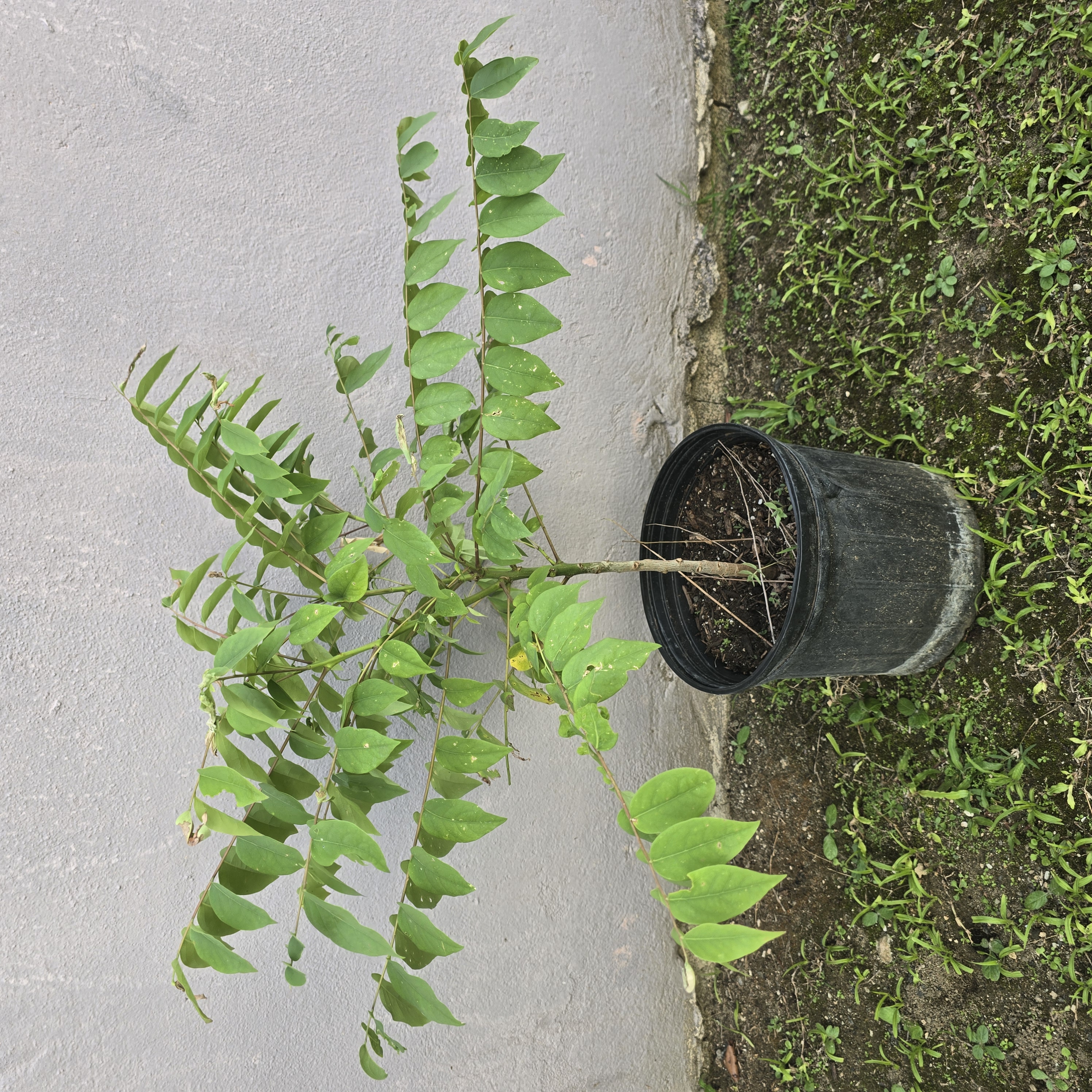 Árbol Frutal de Grosella – Siembra Casera
