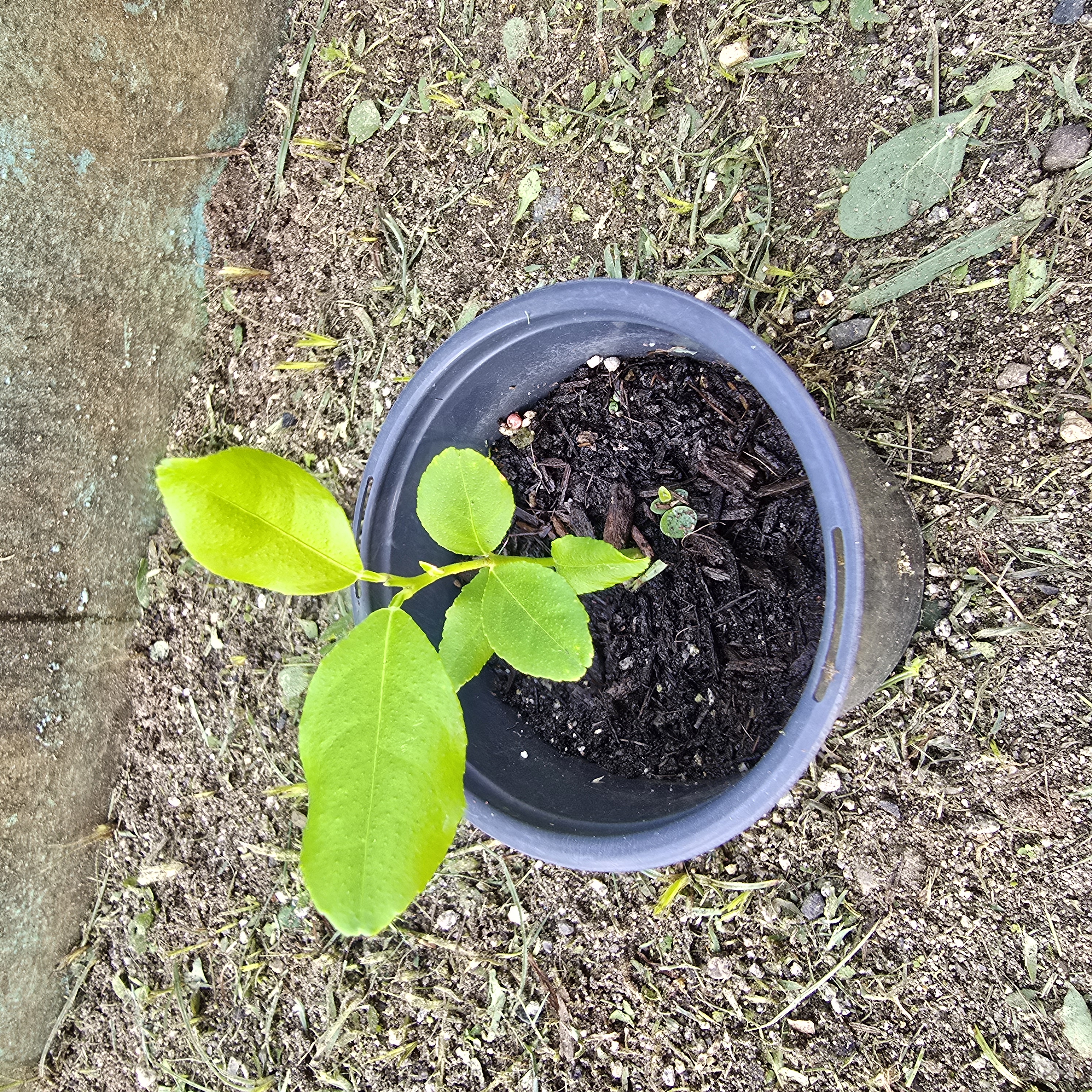 Limón Amarillo