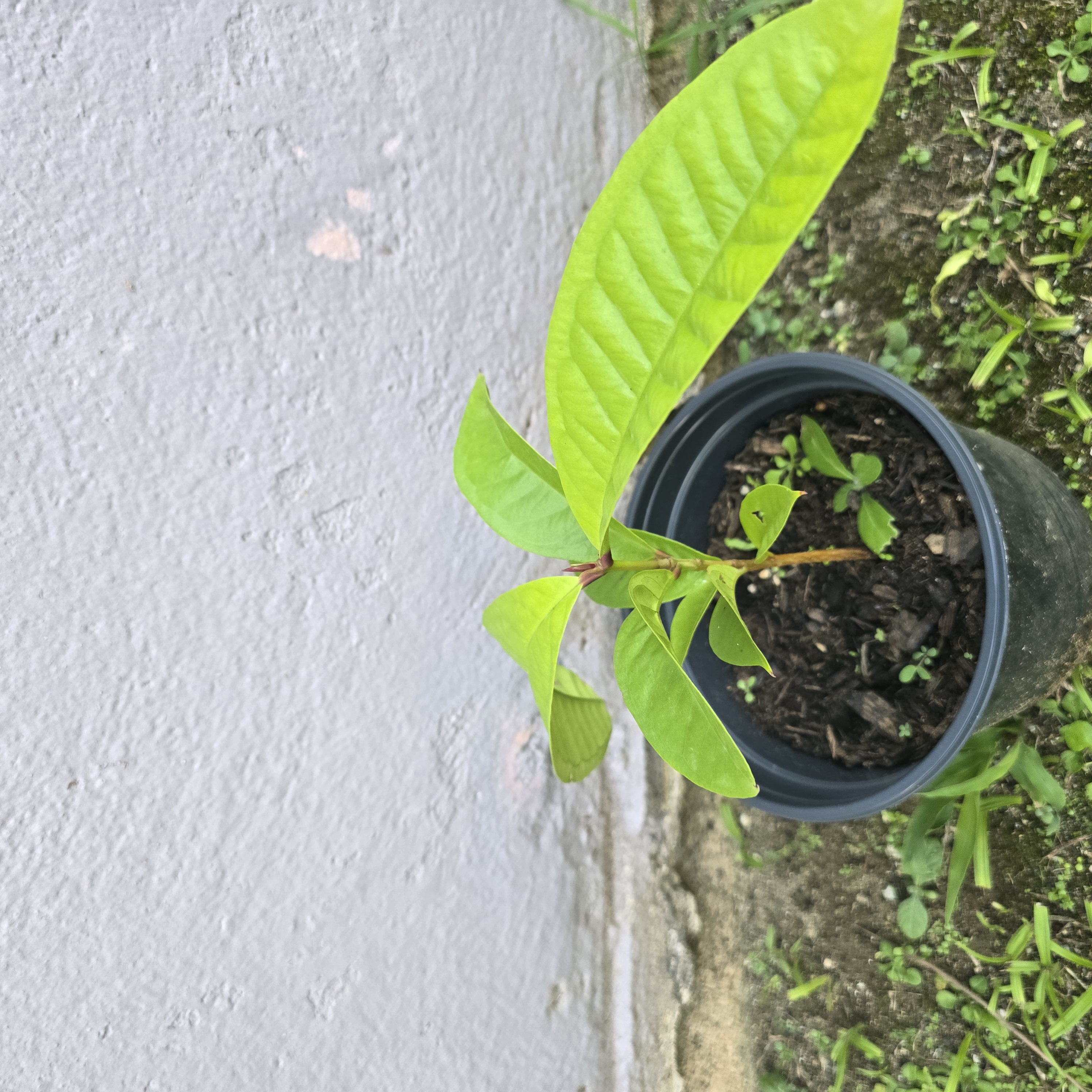 Árbol Frutal de Pomarosa – Siembra Casera