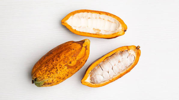 Cacao mazorca fresca