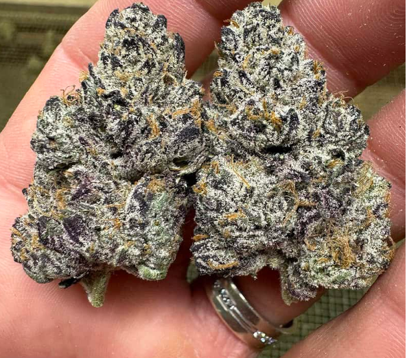 Black Truffle Stain THCa Flower  7 Gram