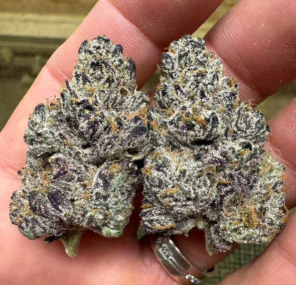 Black Truffle Stain THCa Flower  3.5