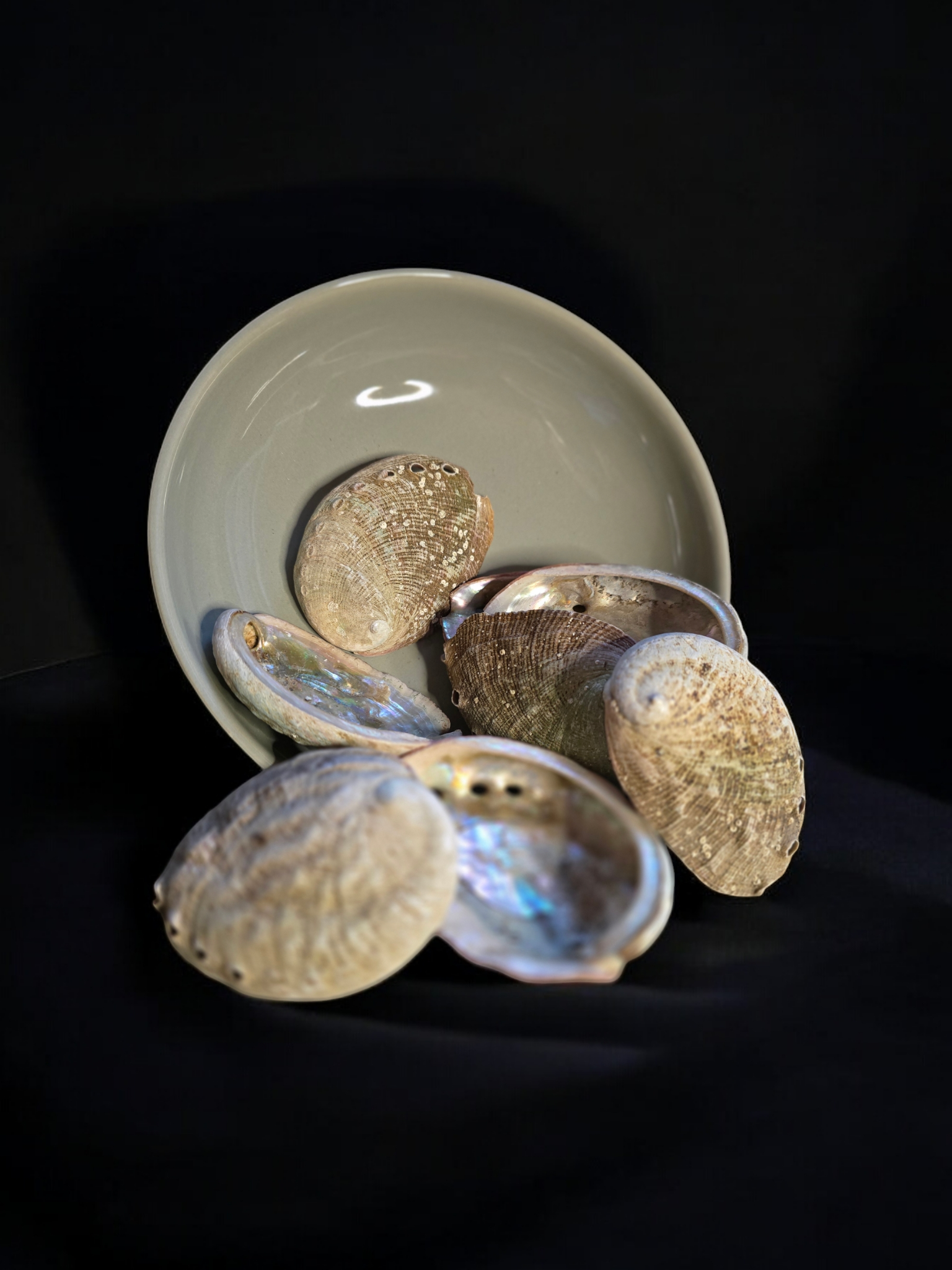 Abalone Muscheln aus Chile