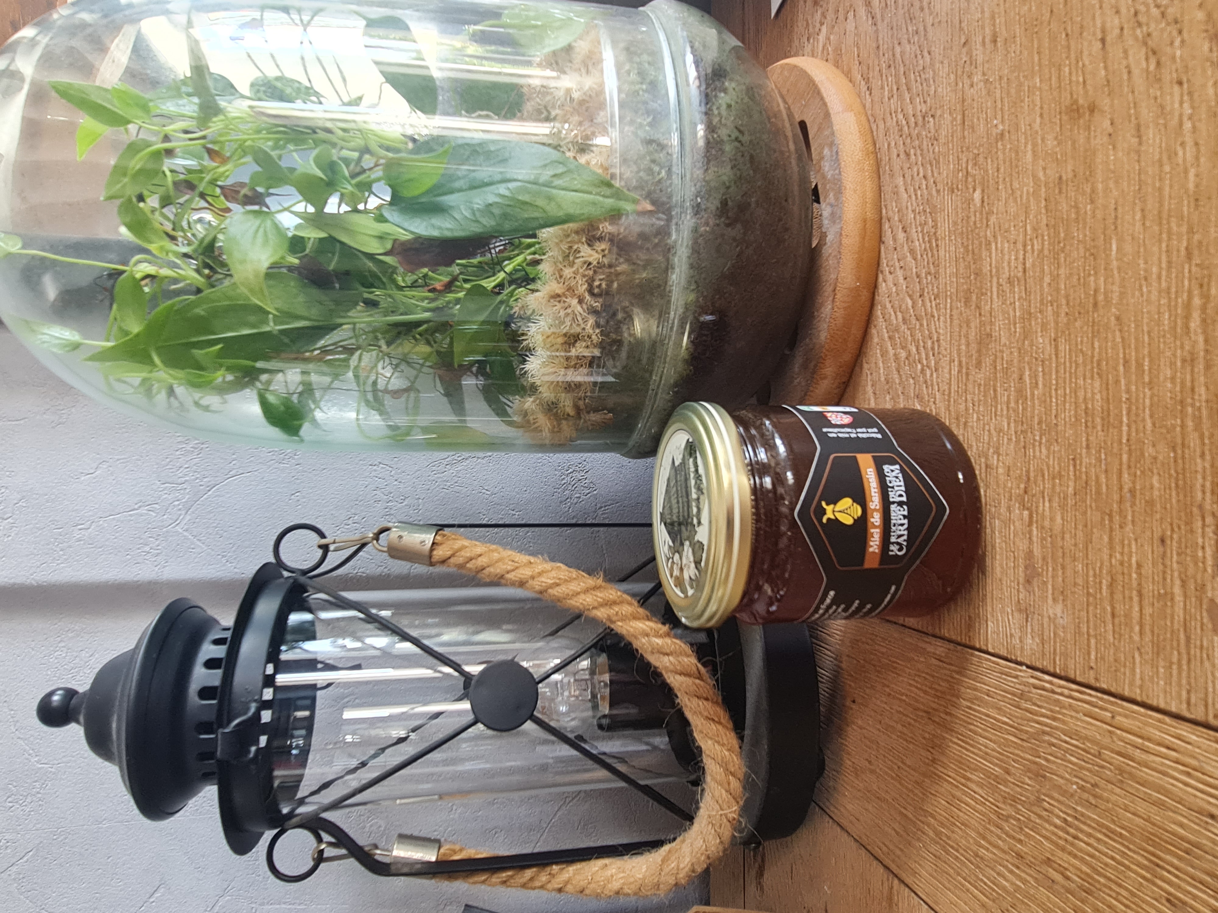 Miel SARRASIN BIO 2025