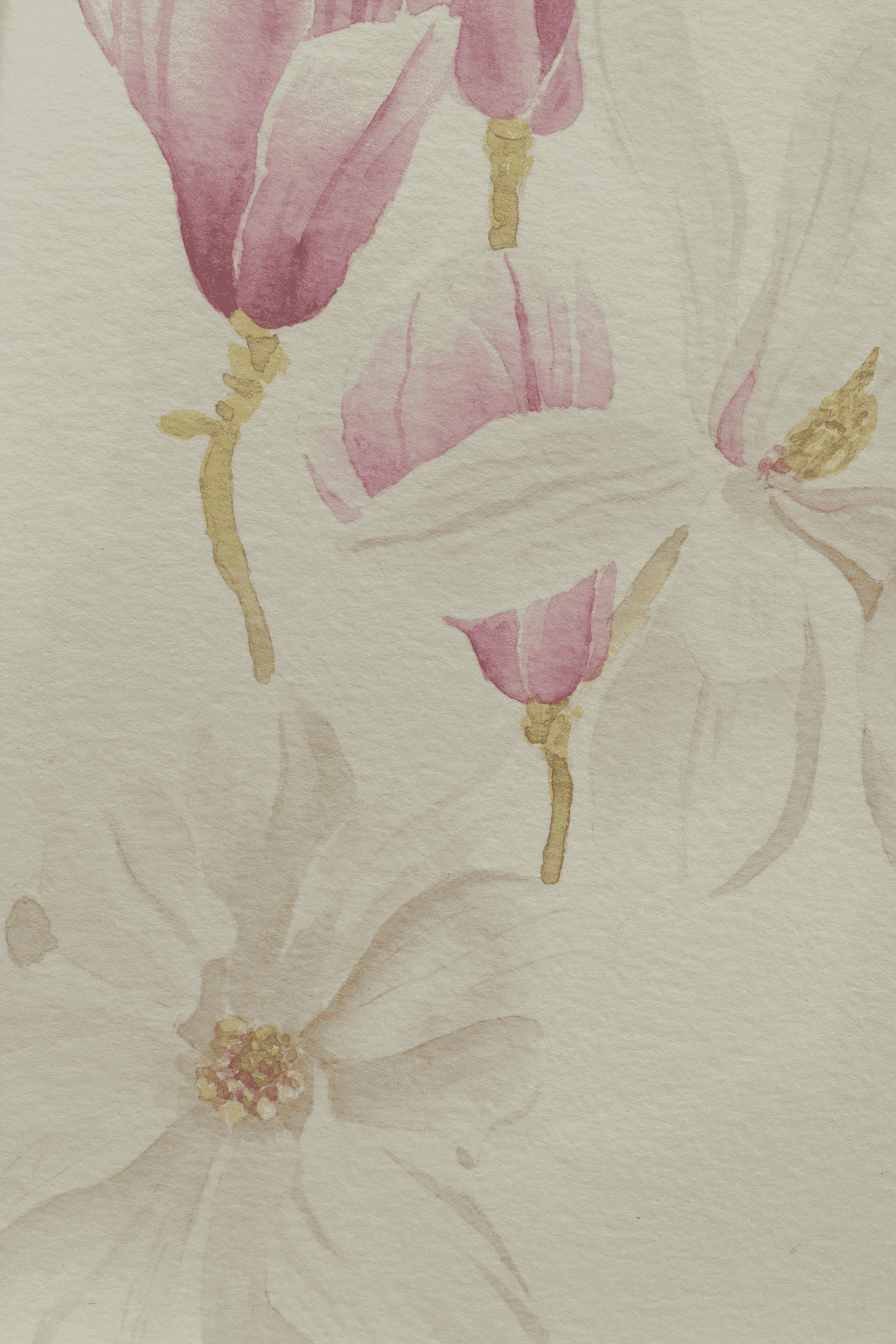 Magnolia en fleur