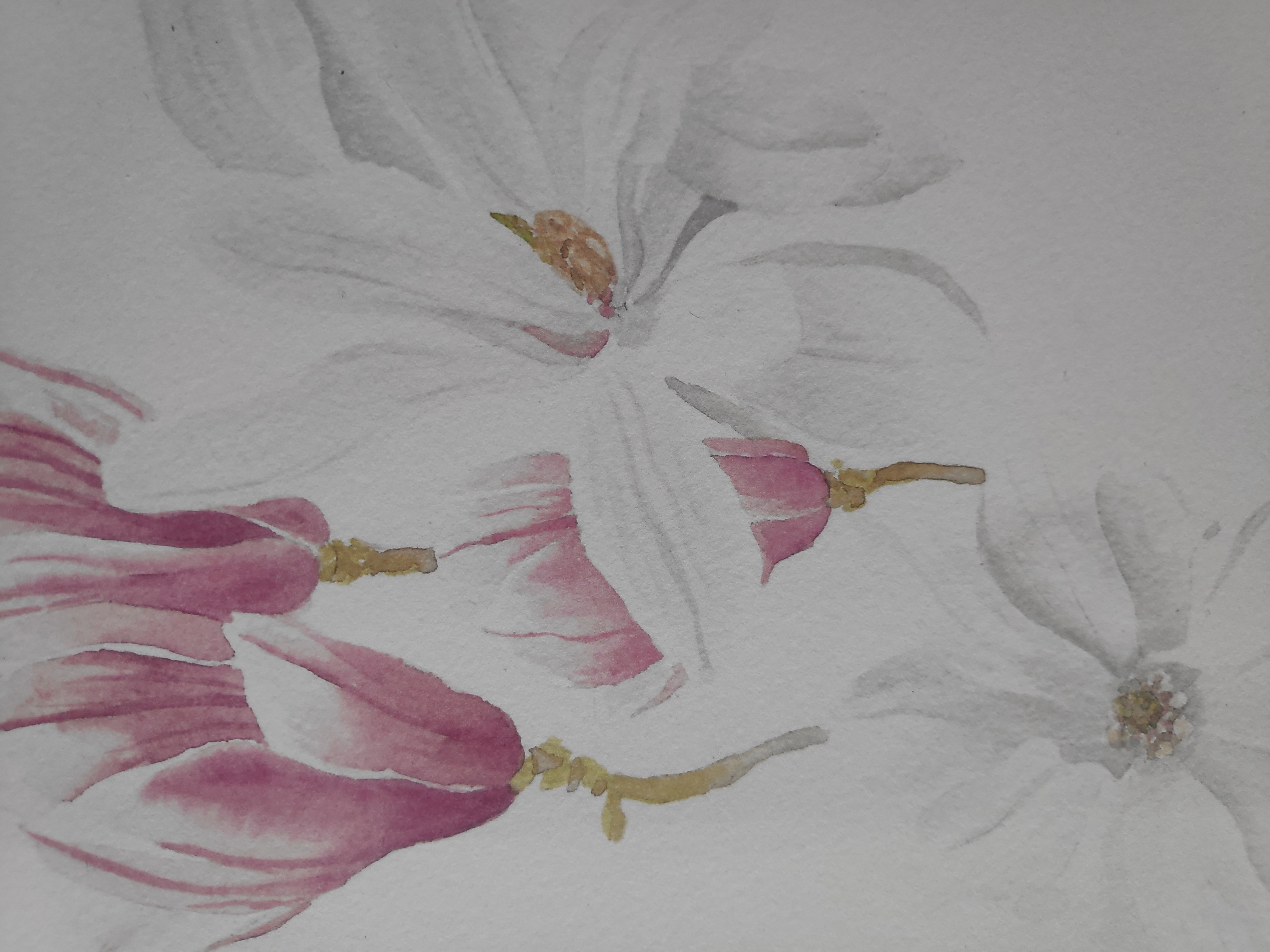 Magnolia en fleur - Reproduction