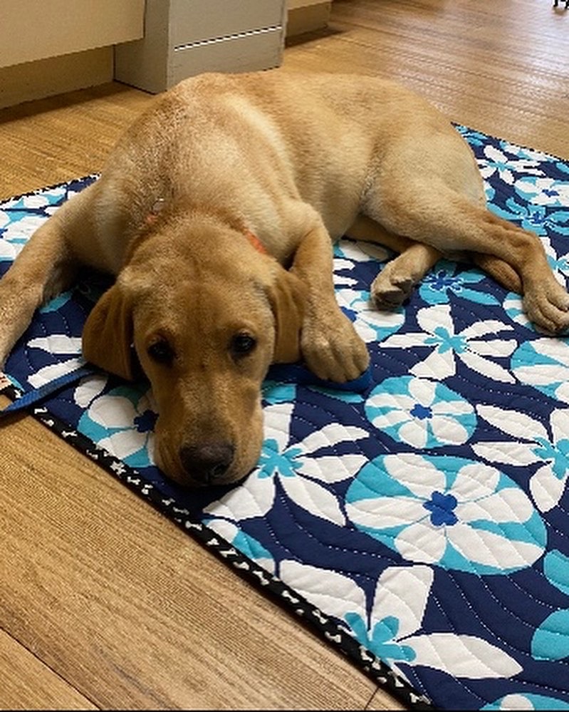 Beach Party Blues Quilted Dog Blanket Cat Blanket
