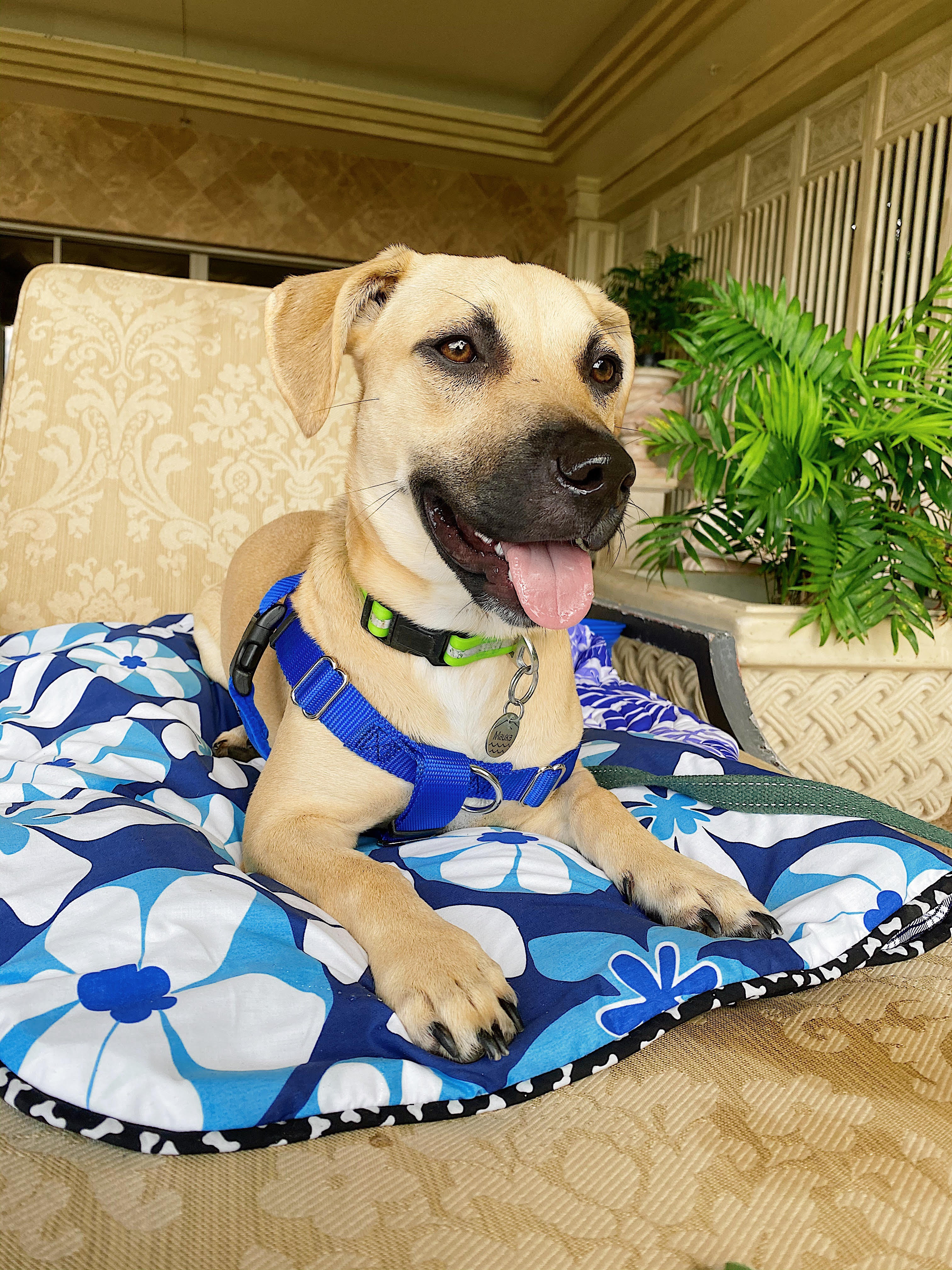 Beach Party Blues Quilted Dog Blanket Cat Blanket