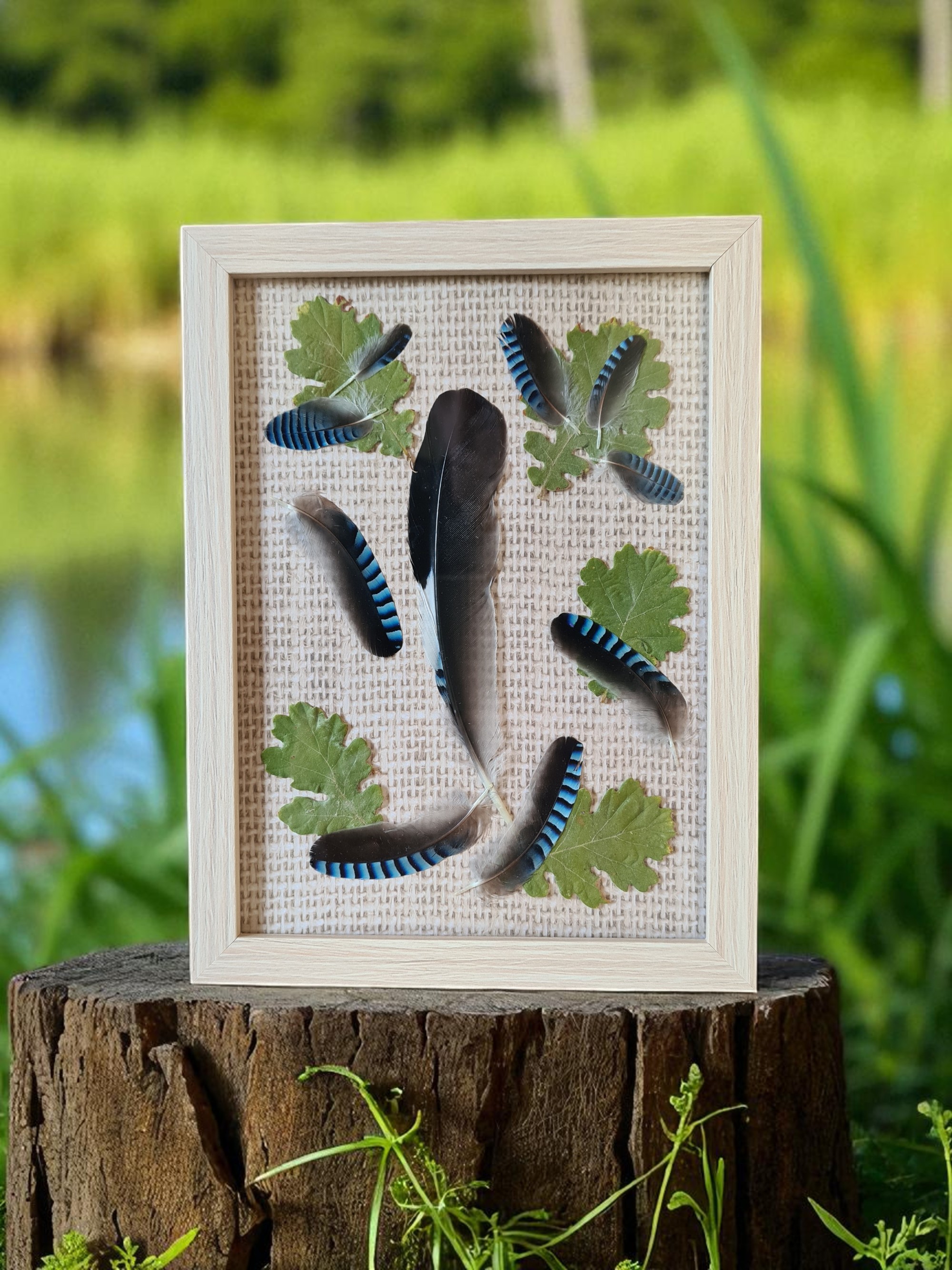 Cadre de plumes de geai bleu